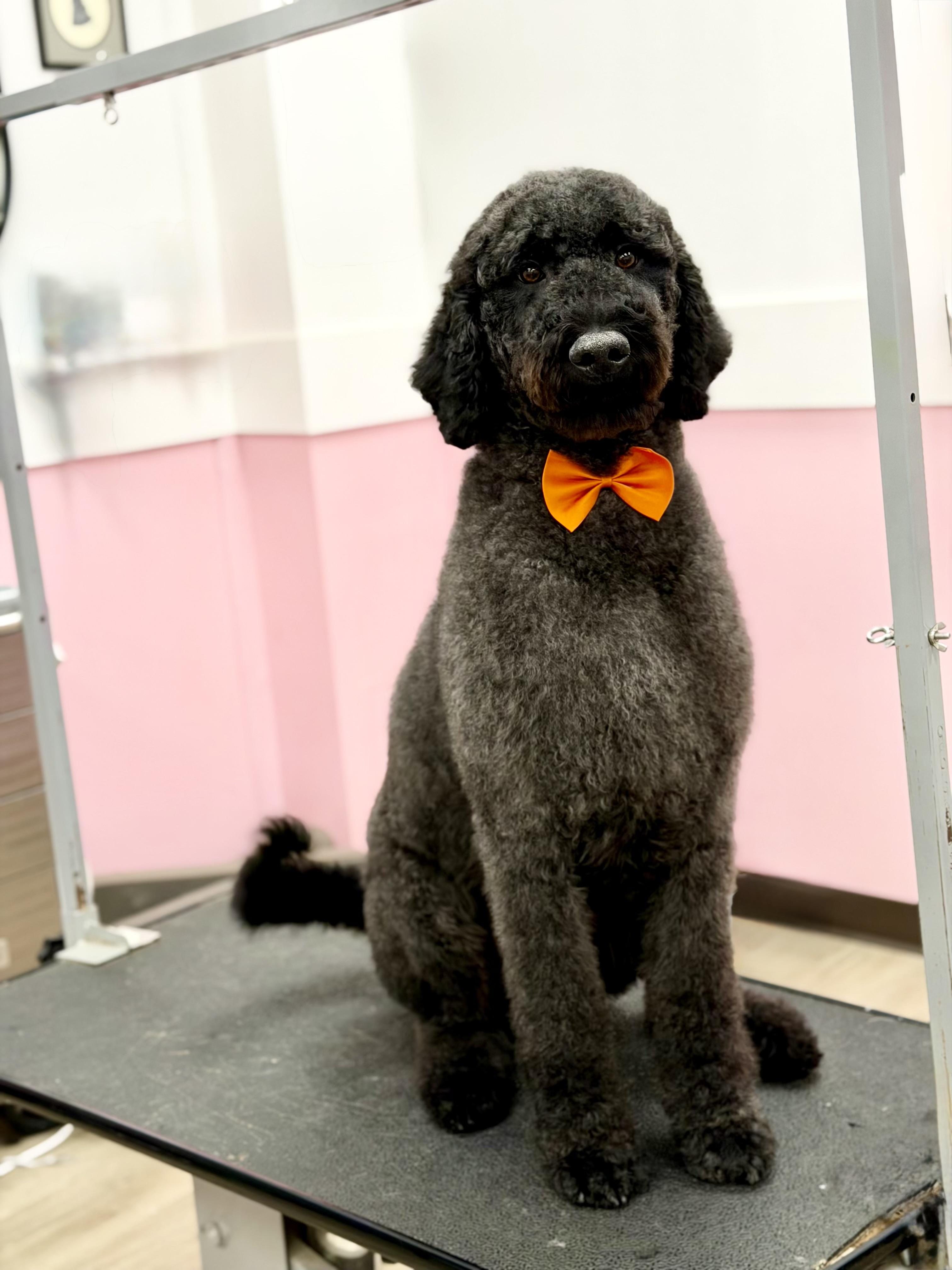 Beauregard, Adoptable, Young Male Labradoodle.