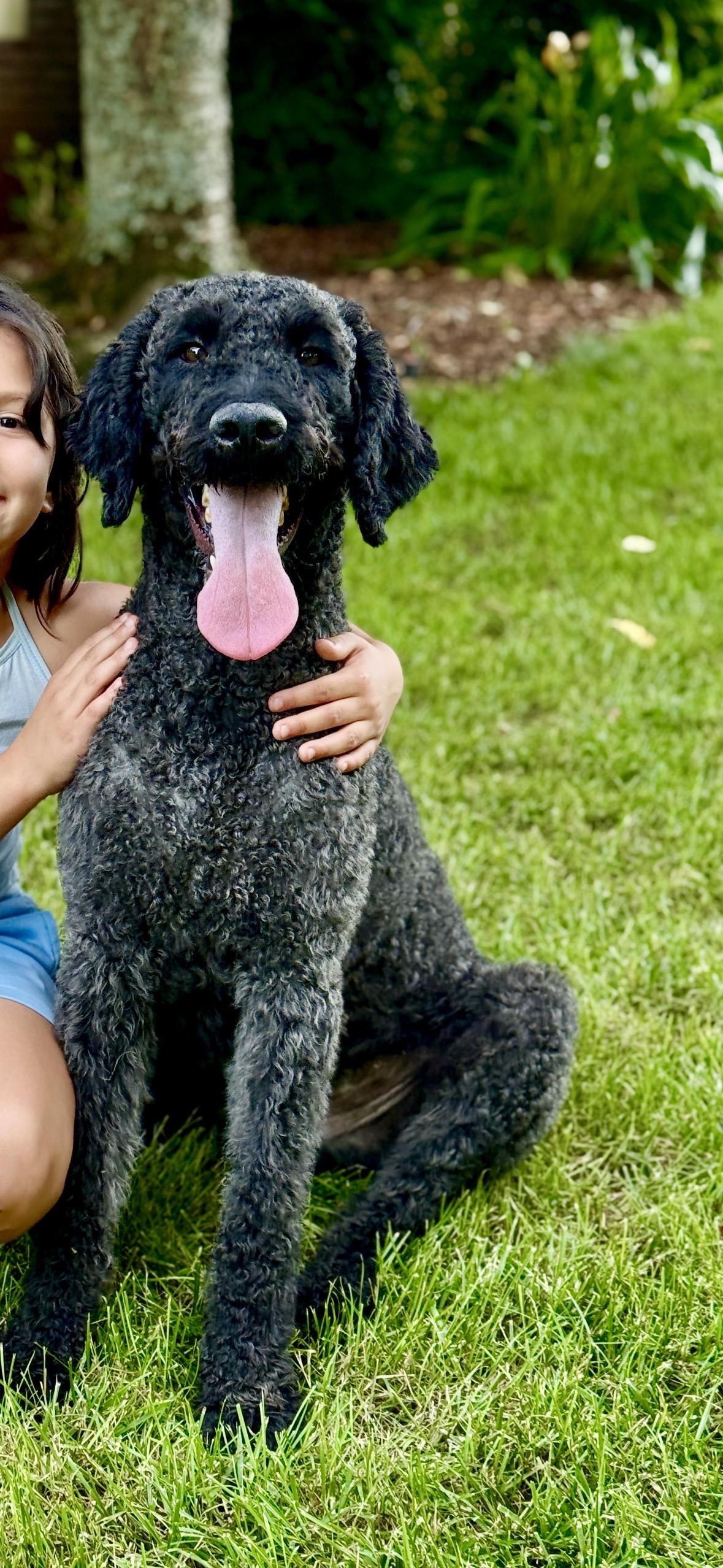 Beauregard, a Adoptable Standard Poodle in Atlanta, GA image 3/6