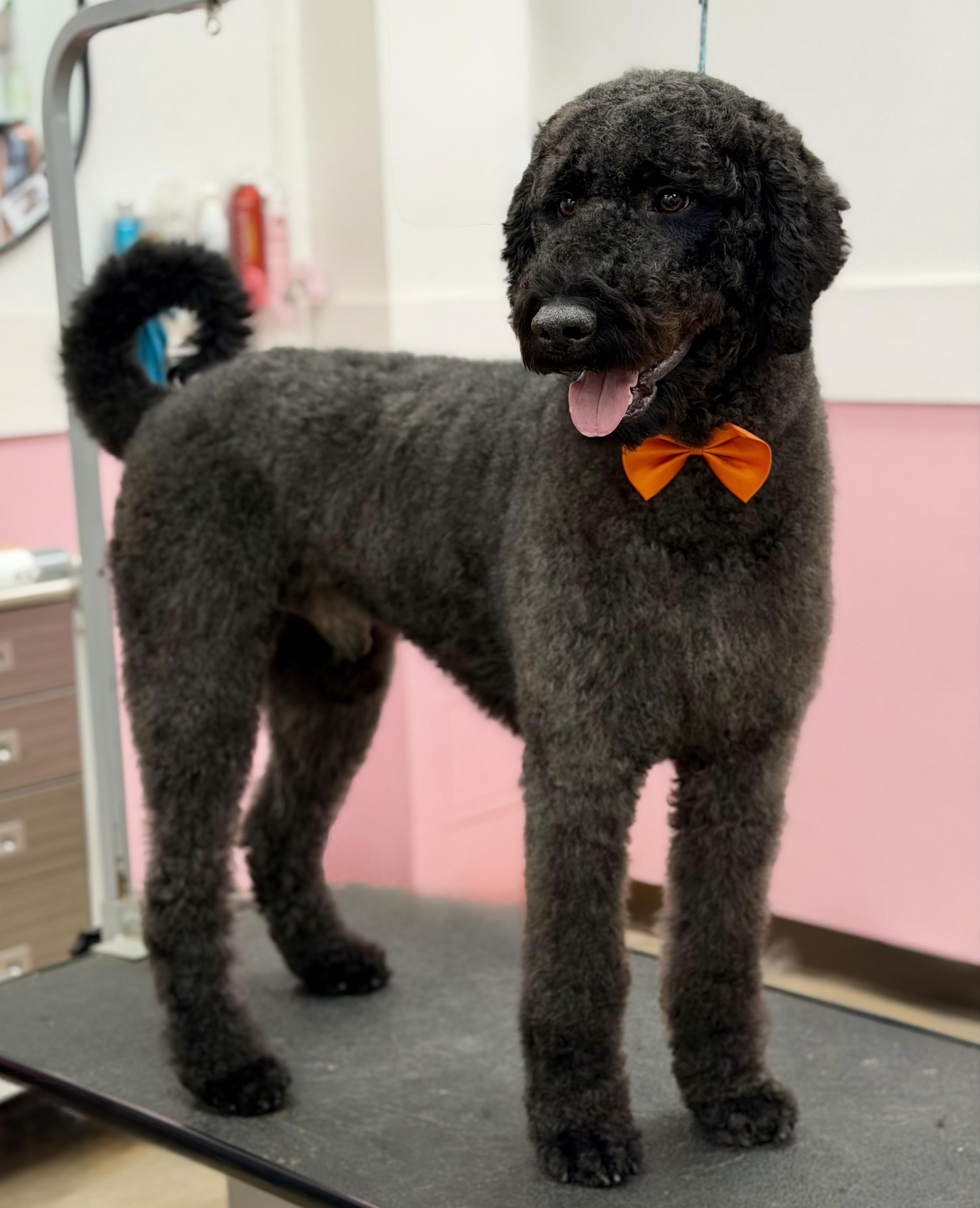 Enlarge Beauregard, a Adoptable Labradoodle in Atlanta, GA image 2/6