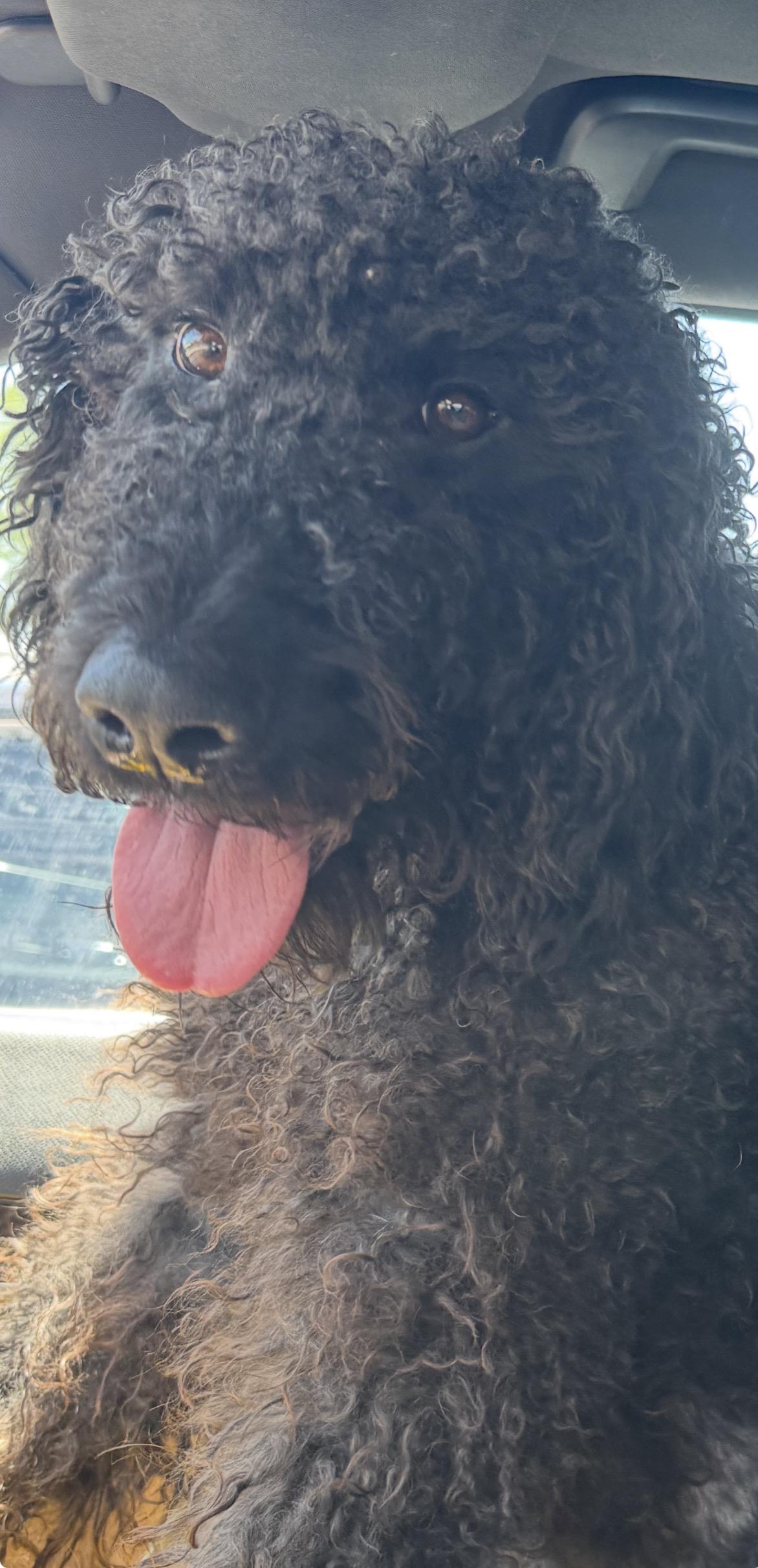 Beauregard, a Adoptable Standard Poodle in Atlanta, GA image 6/6