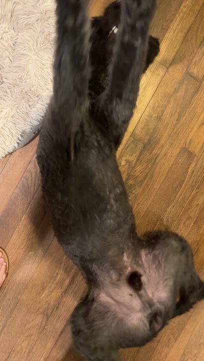 Enlarge Beauregard, a Adoptable Standard Poodle in Atlanta, GA video 4/6