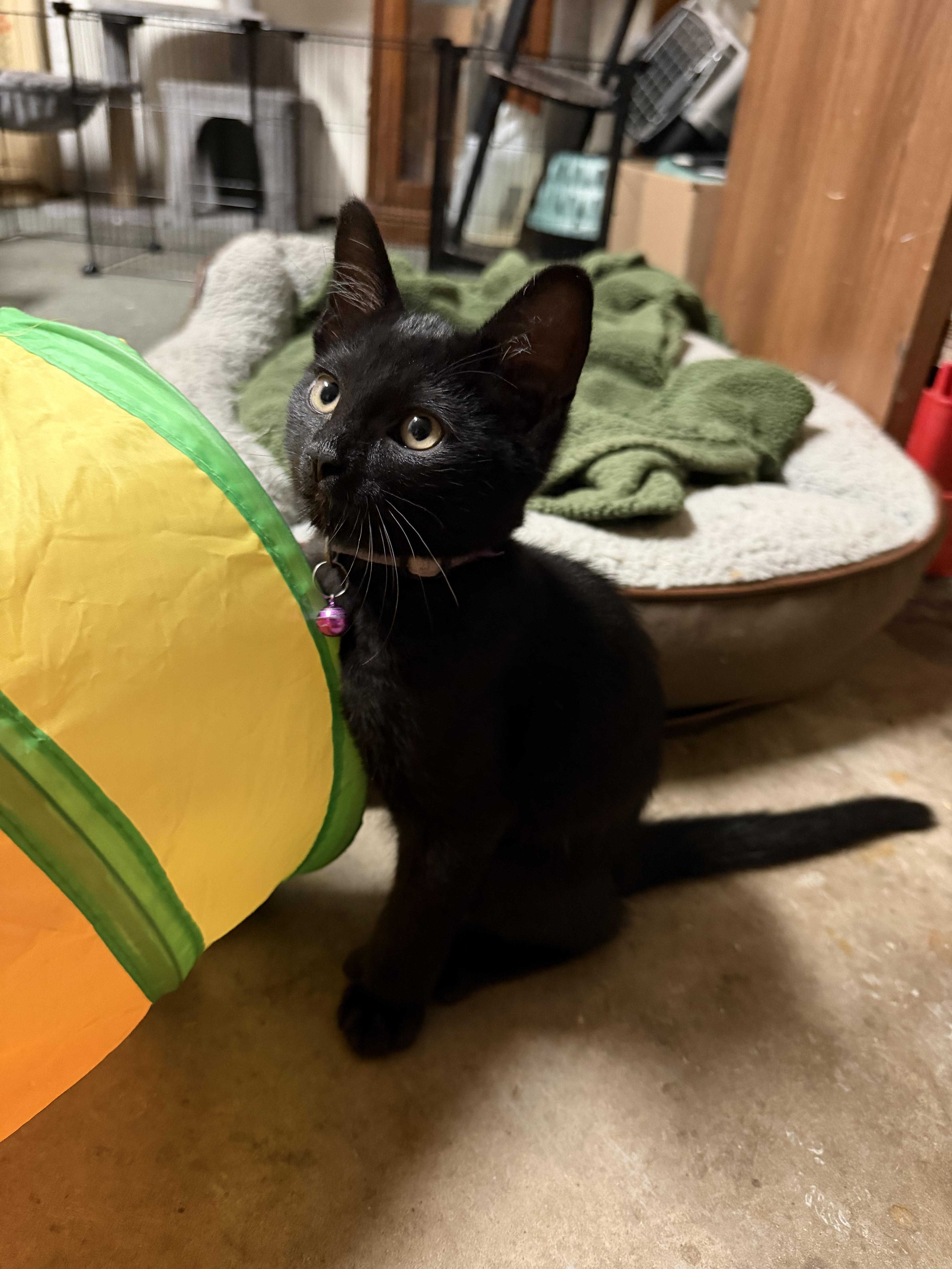 Monk, Adoptable, Kitten Male Domestic Short Hair.