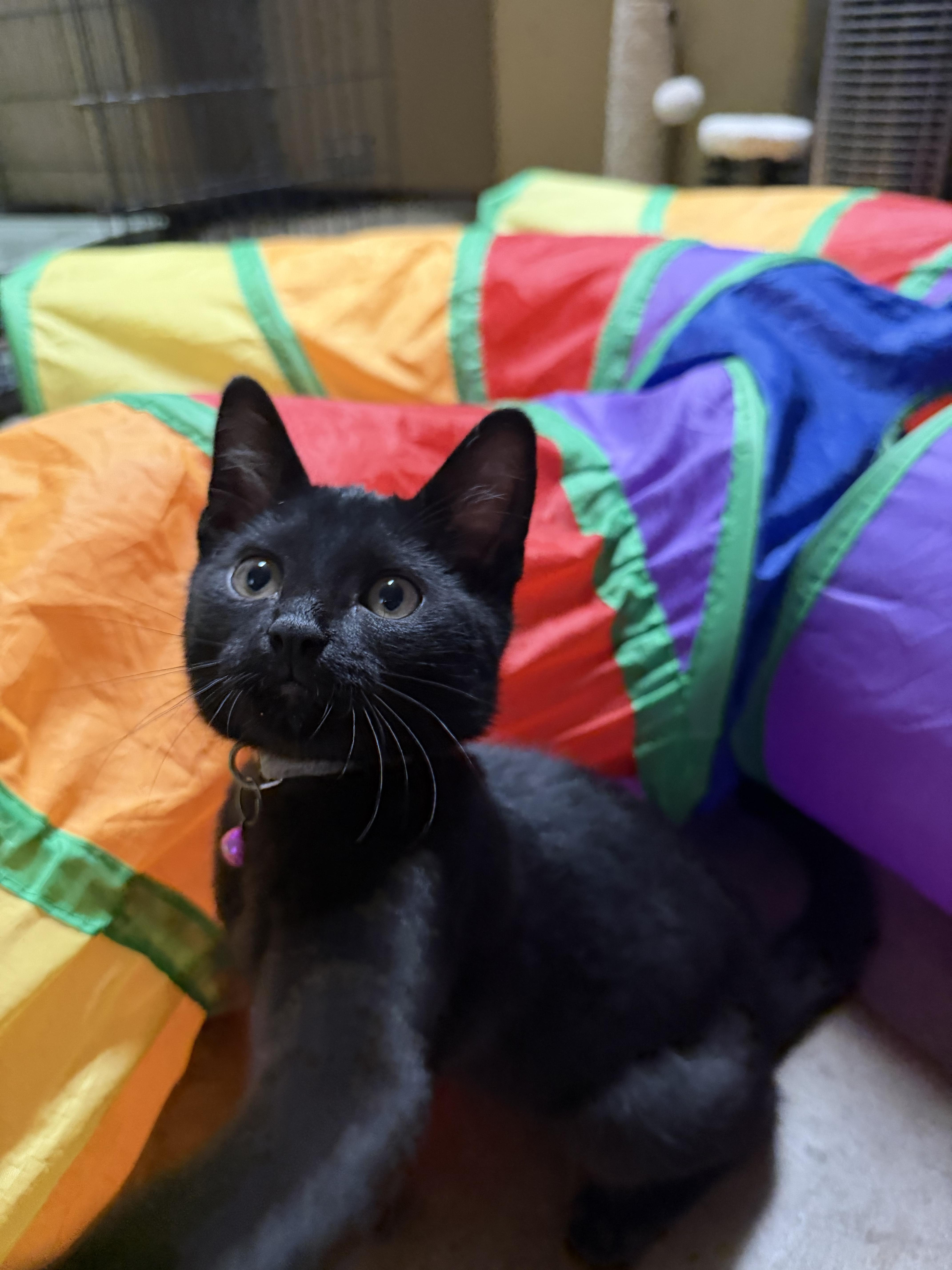 Enlarge Monk, a Adoptable mixed breed in pasadena, CA image 2/5