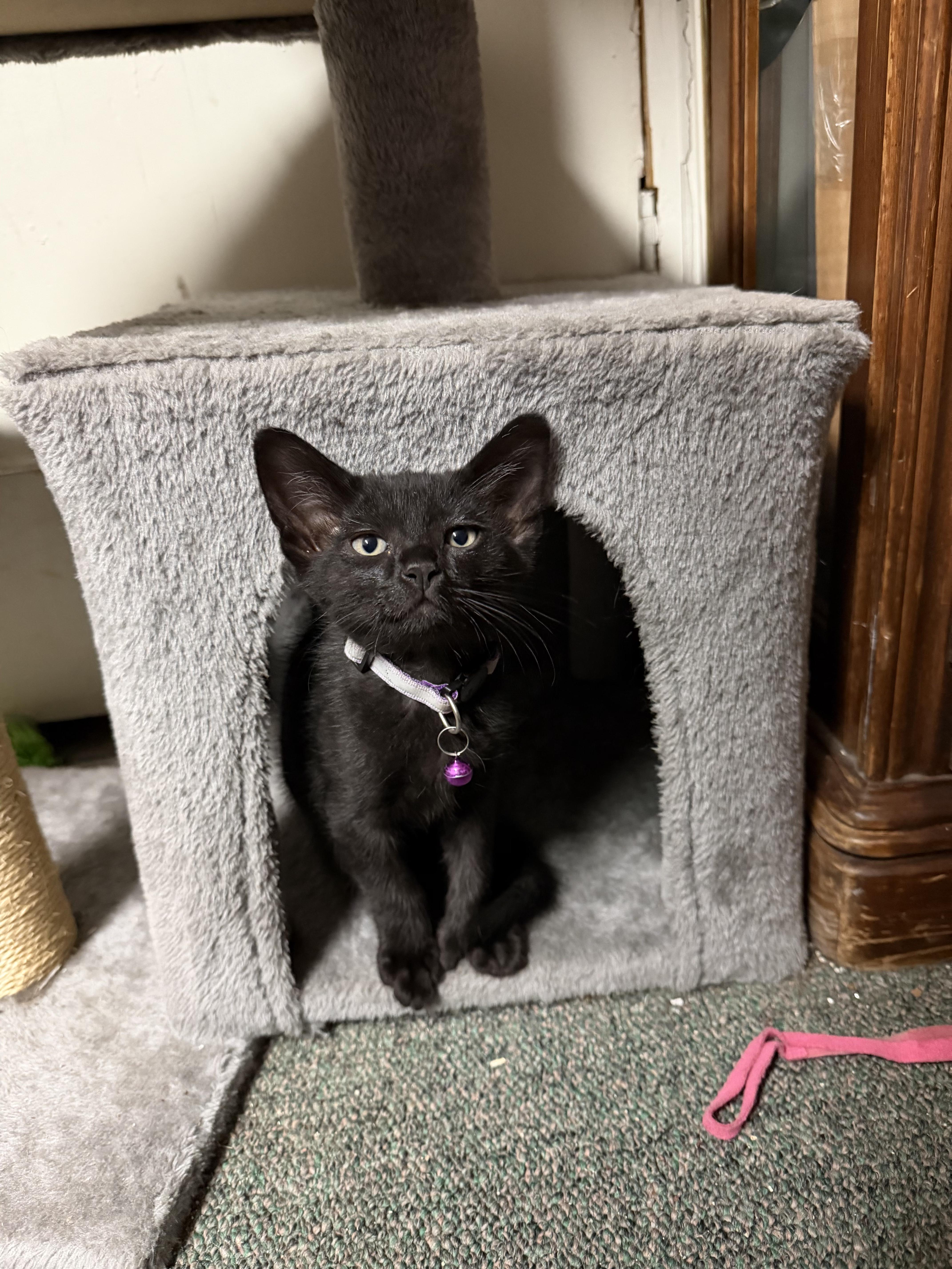 Enlarge Monk, a Adoptable mixed breed in pasadena, CA image 4/5