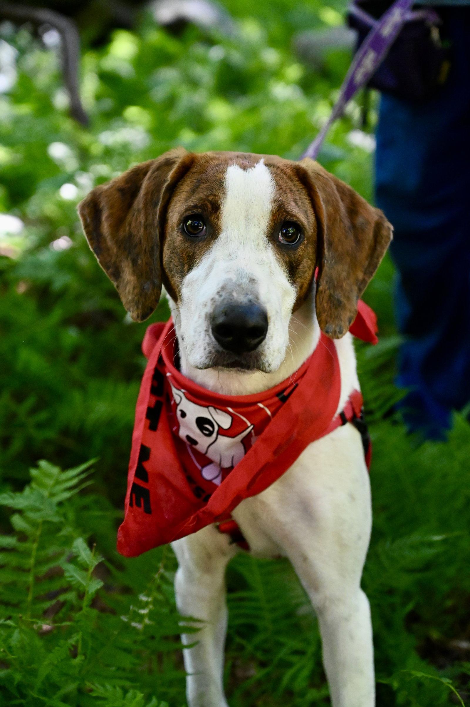 David Austin Rose *LOCAL*, a Adoptable Hound in Wakefield, RI image 1/3