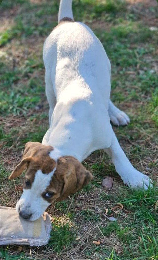 David Austin Rose, Adoptable, Puppy Male Hound.