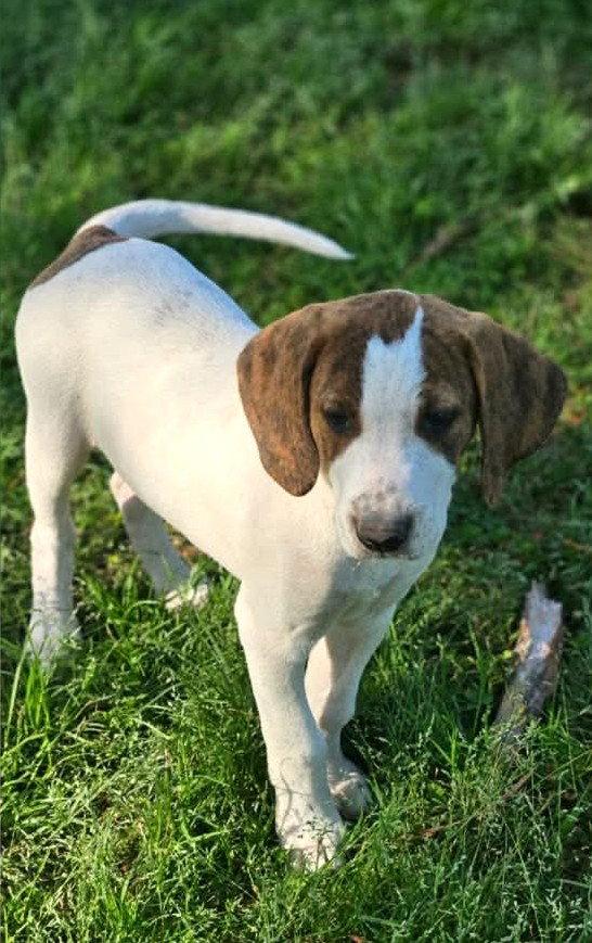 David Austin Rose *LOCAL*, Adoptable, Puppy Male Hound.