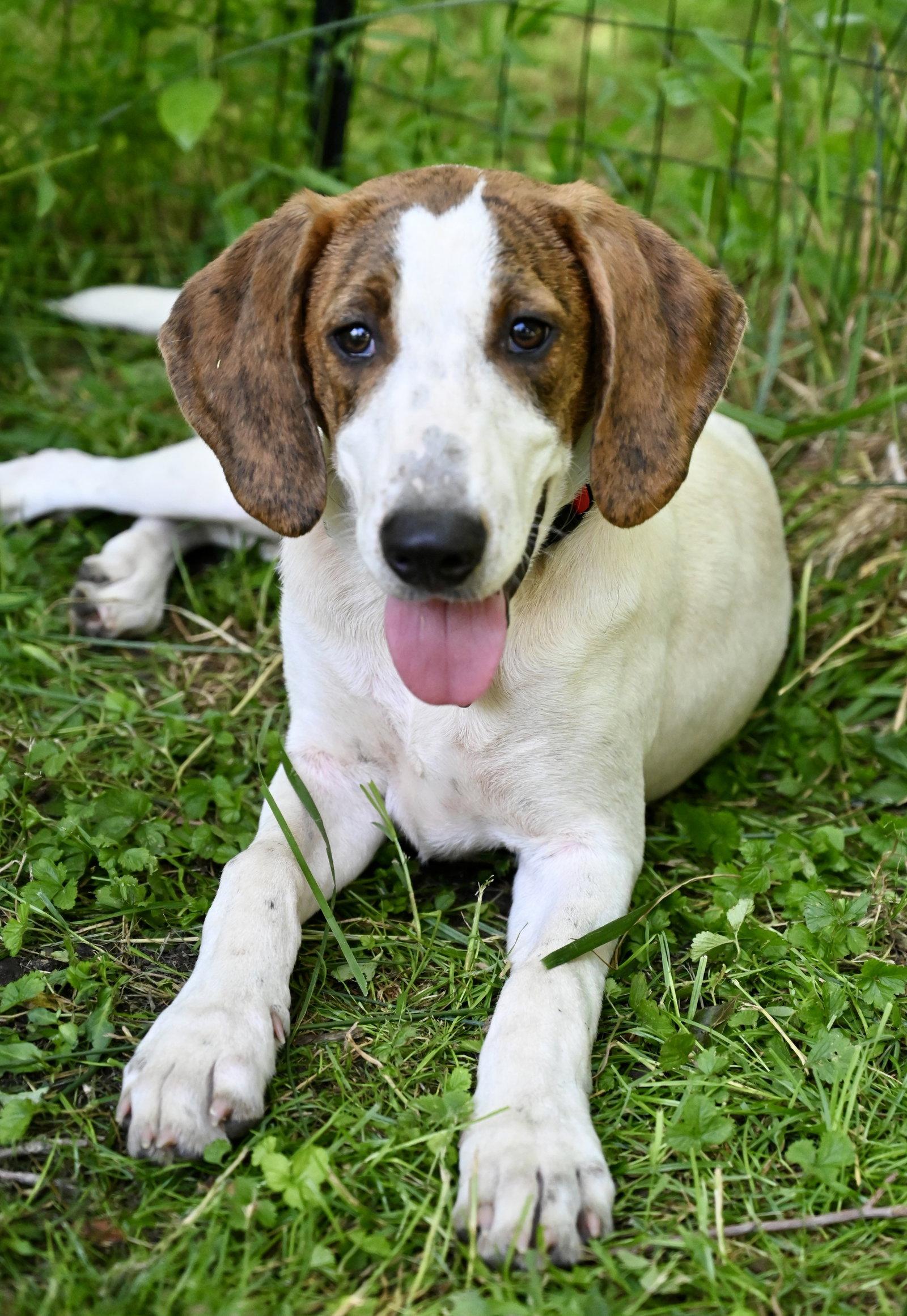Enlarge David Austin Rose *LOCAL*, a Adoptable Hound in Wakefield, RI image 2/3