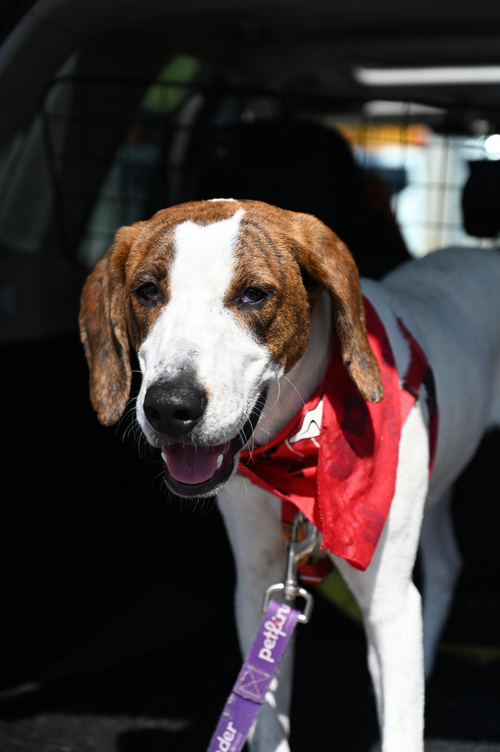David Austin Rose *LOCAL*, a Adoptable Hound in Wakefield, RI image 2/3