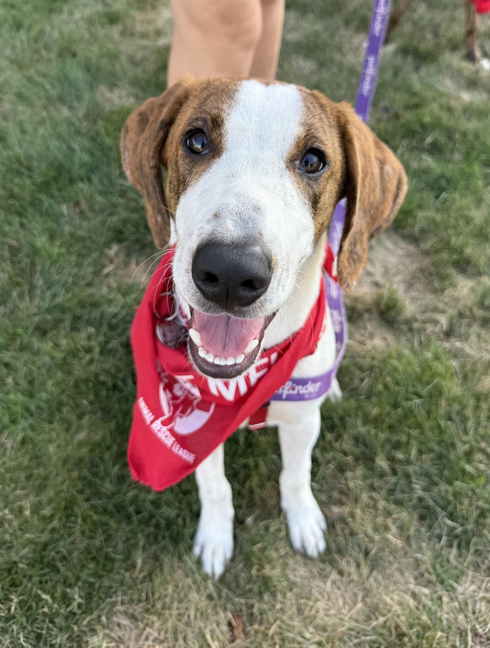 David Austin Rose *LOCAL*, a Adoptable Hound in Wakefield, RI image 3/3