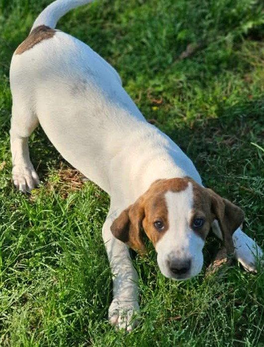 Enlarge David Austin Rose, a Adoptable Hound in Wakefield, RI image 3/3