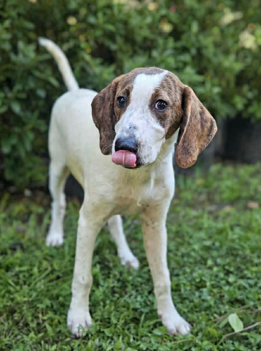 Enlarge David Austin Rose *LOCAL*, a Adoptable Hound in Wakefield, RI image 3/3
