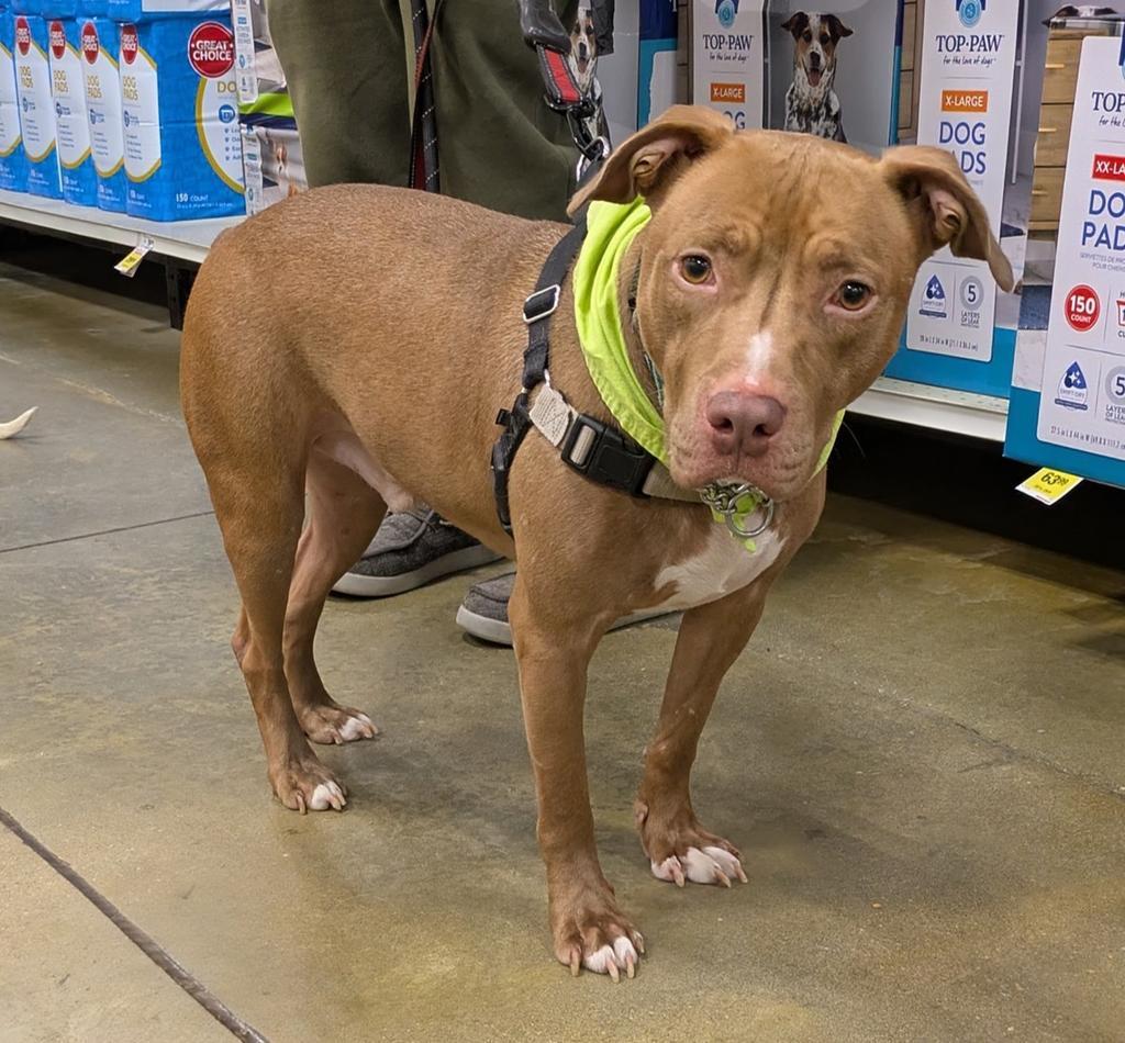 BEDROCK, a Adoptable mixed breed in Florence, SC image 5/6