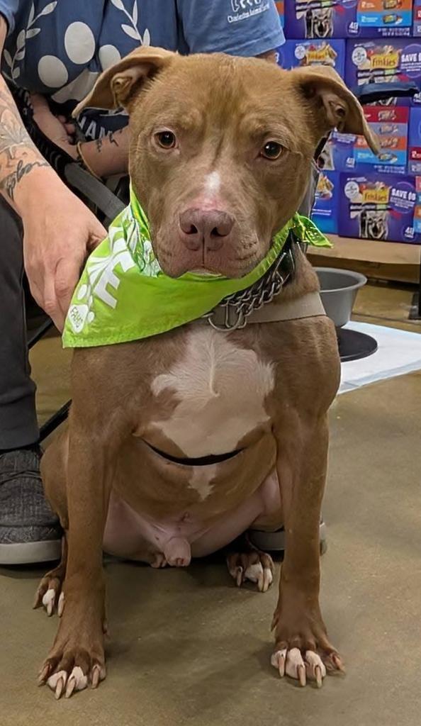 BEDROCK, a Adoptable mixed breed in Florence, SC image 6/6