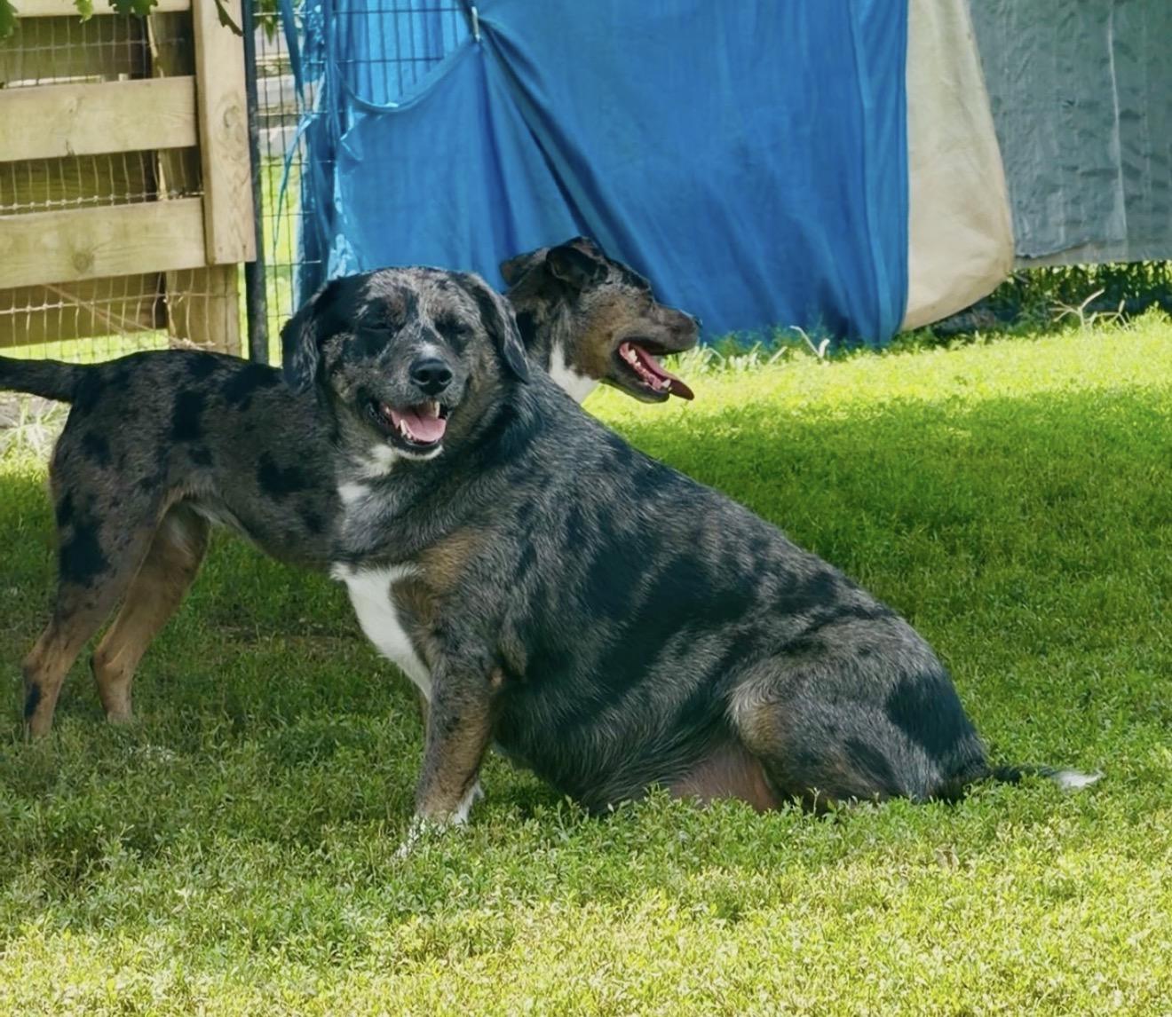 Lucy, ADOPTABLE, Adult Female Catahoula Leopard Dog.