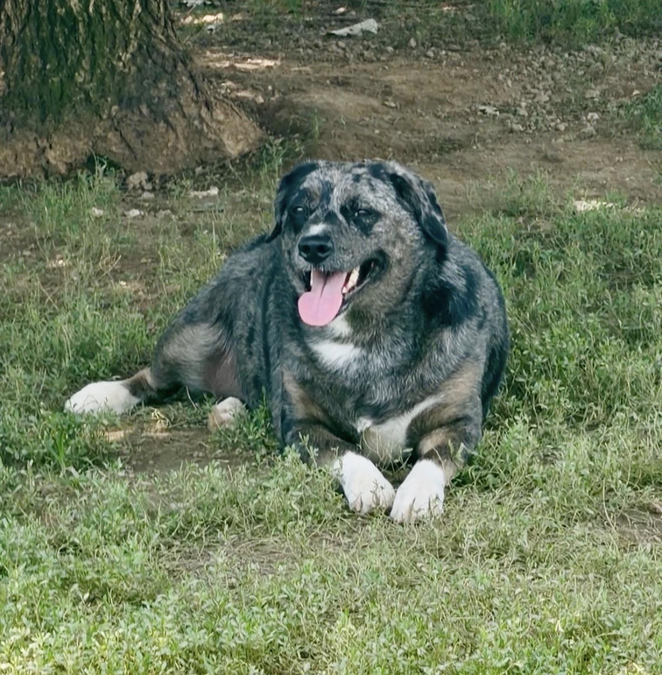 Lucy, a ADOPTABLE mixed breed in Junction City, KY image 2/2
