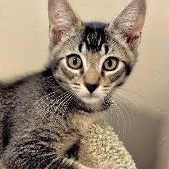 Max, Adoptable, Kitten Male Domestic Short Hair.