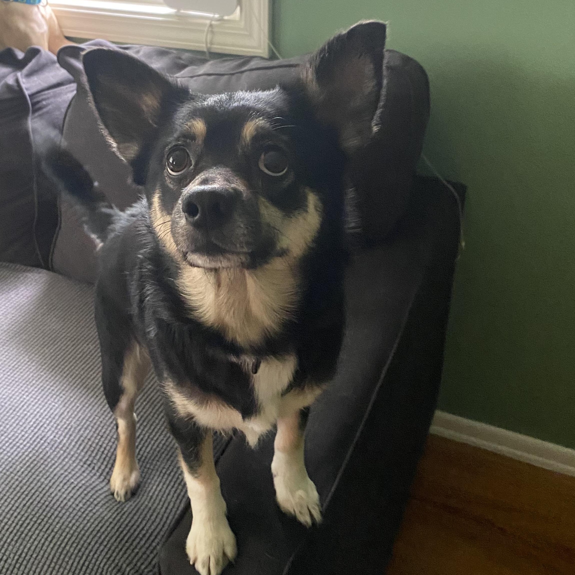 Luna, an adoptable Chiweenie in Woodstock, IL, 60098 | Photo Image 3