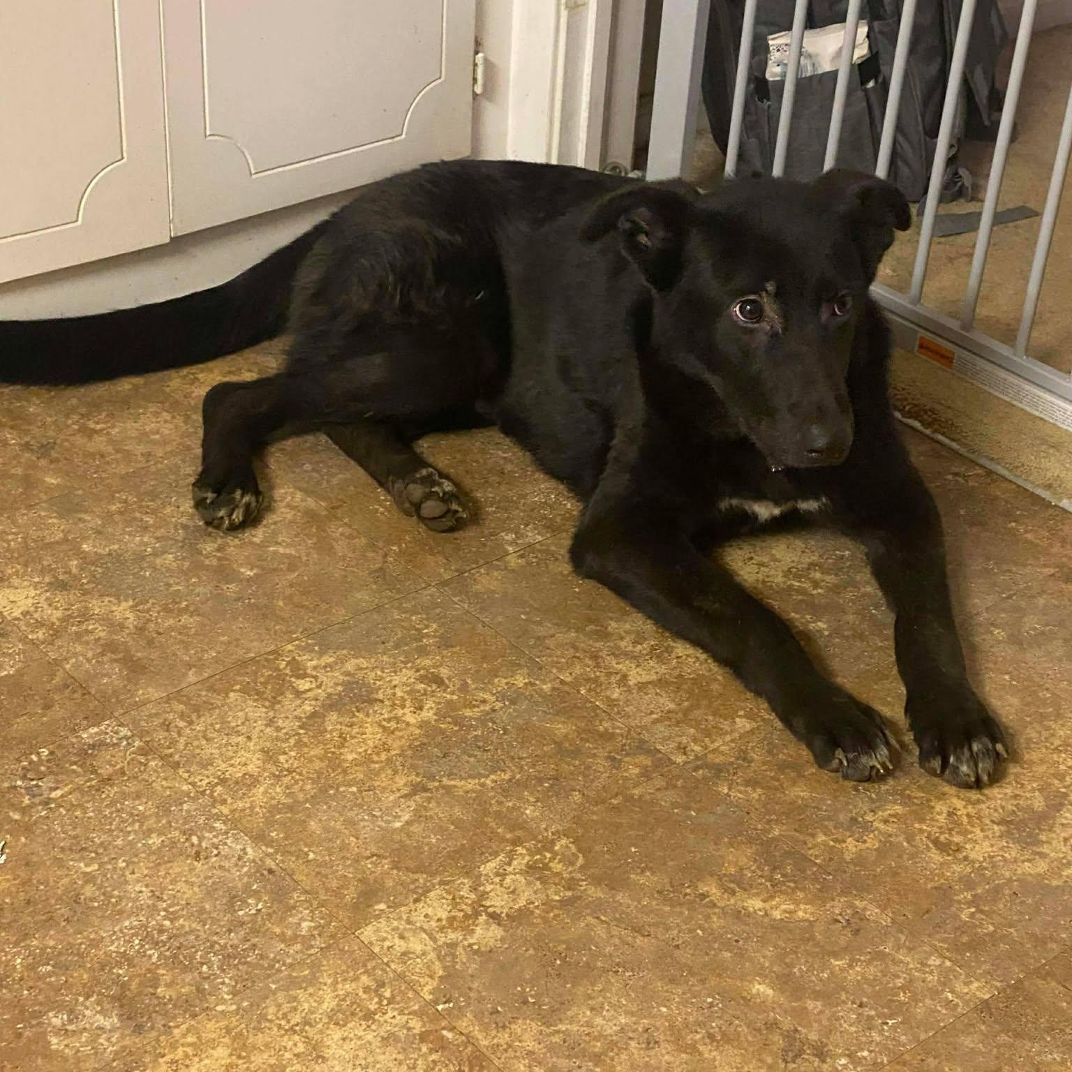 Enlarge Marty, a ADOPTABLE mixed breed in Wando, SC image 2/6