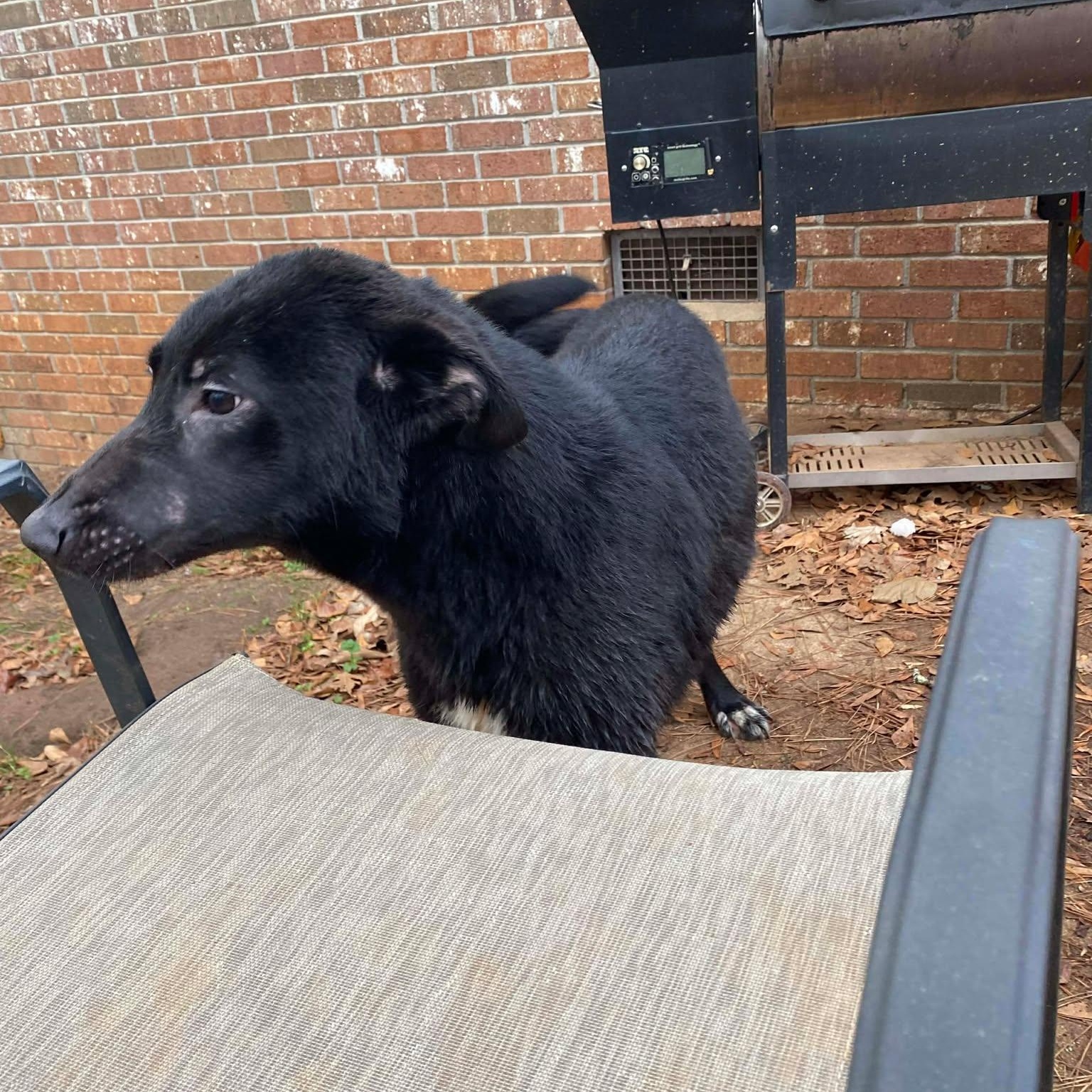 Enlarge Marty, a ADOPTABLE mixed breed in Wando, SC image 6/6