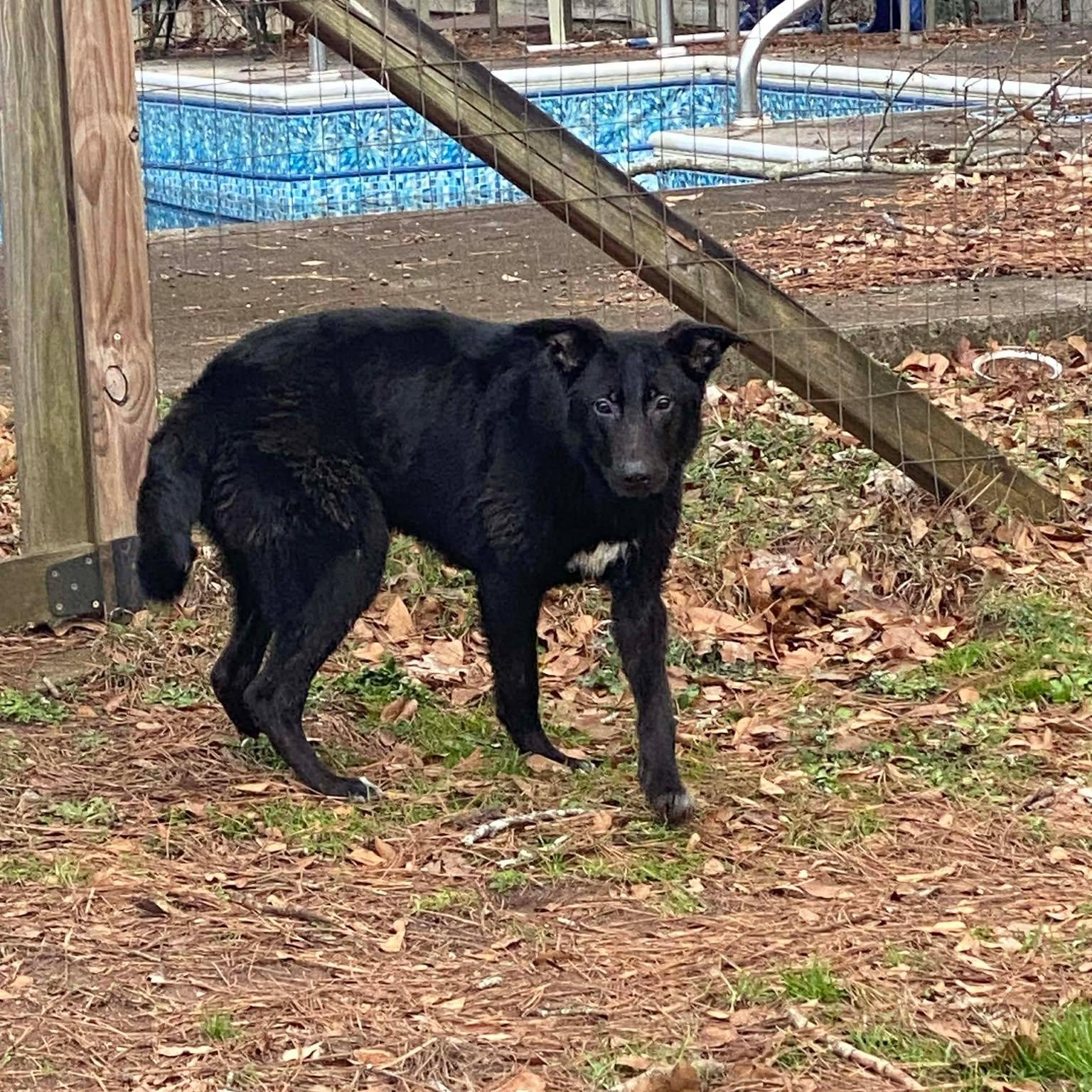 Marty, ADOPTABLE, Adult Male Black Labrador Retriever.
