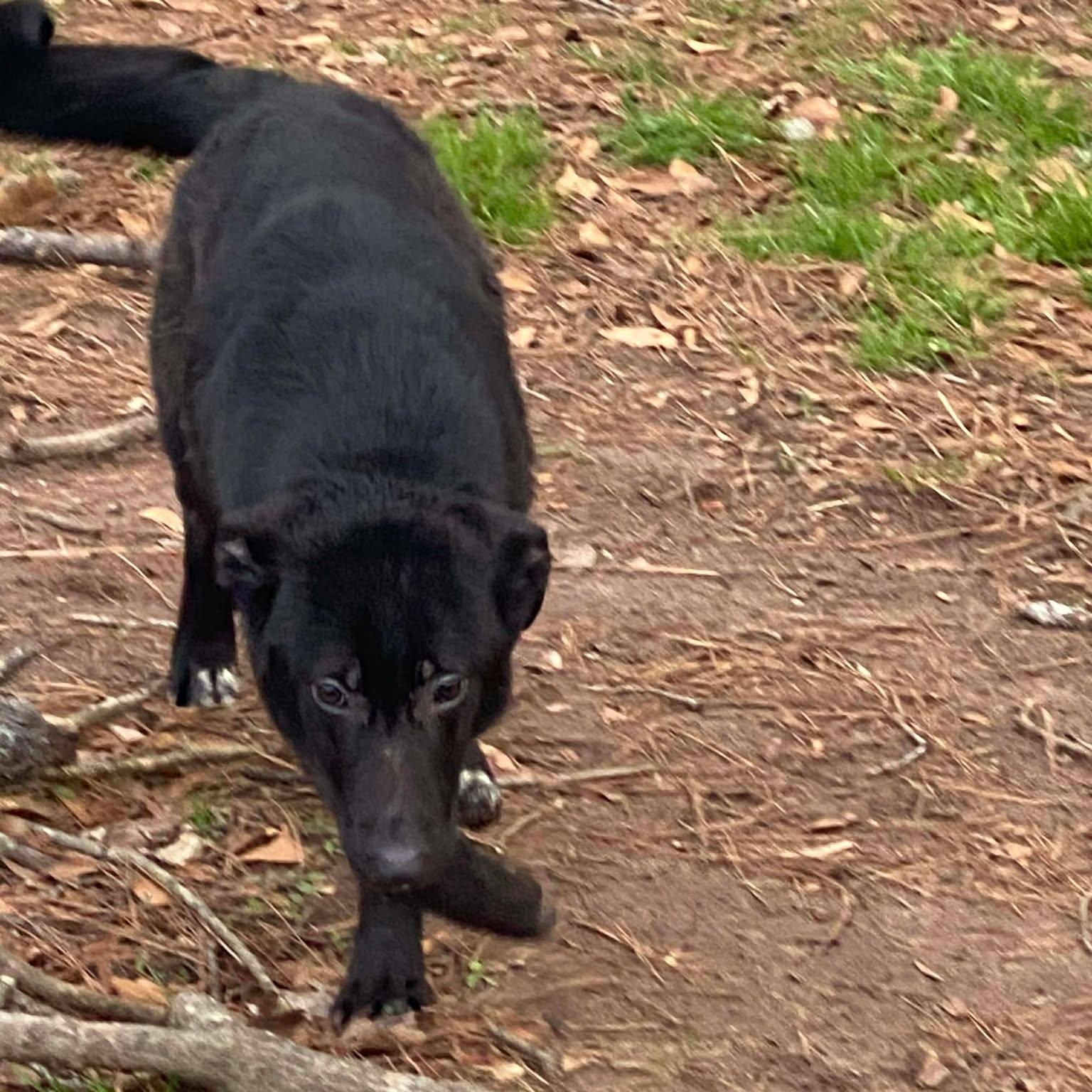 Enlarge Marty, a ADOPTABLE mixed breed in Wando, SC image 3/6