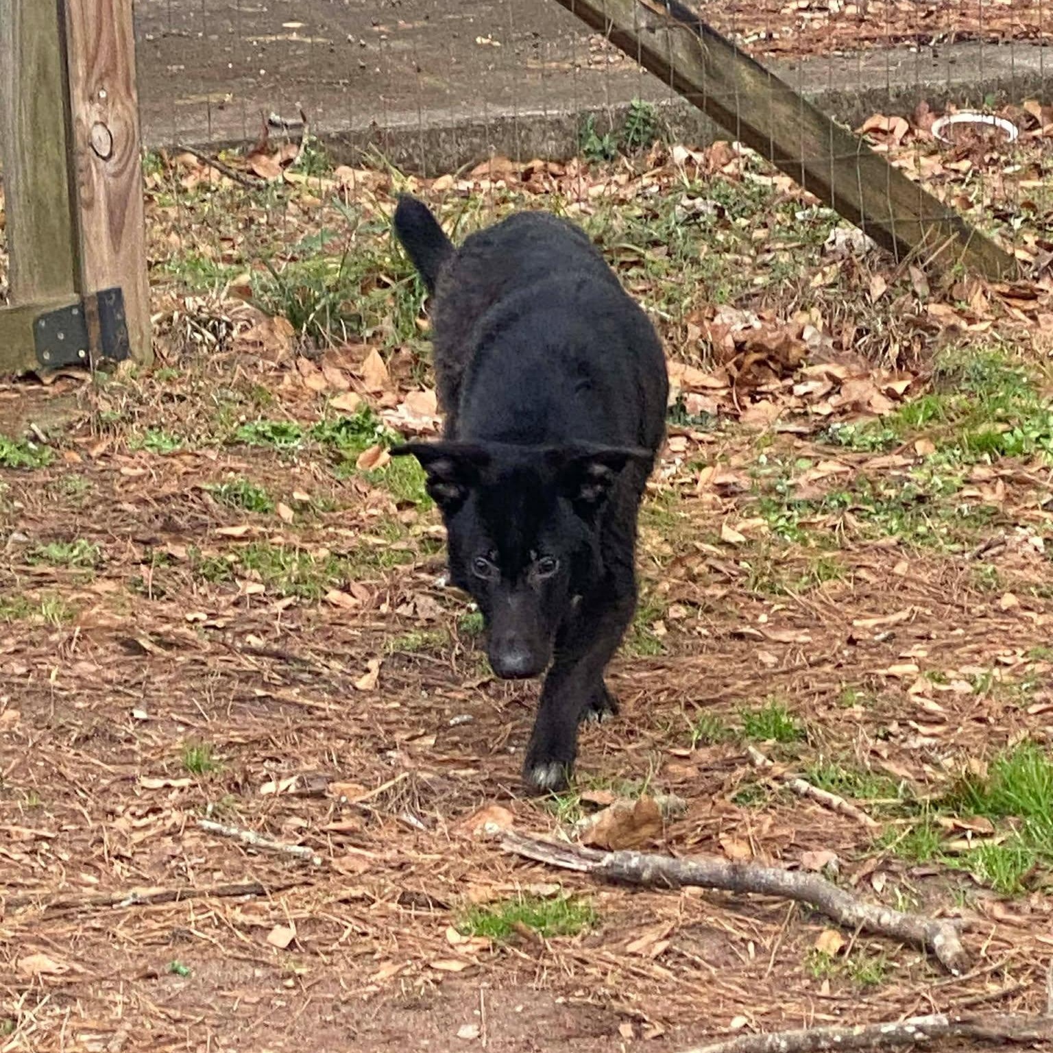 Enlarge Marty, a ADOPTABLE mixed breed in Wando, SC image 5/6