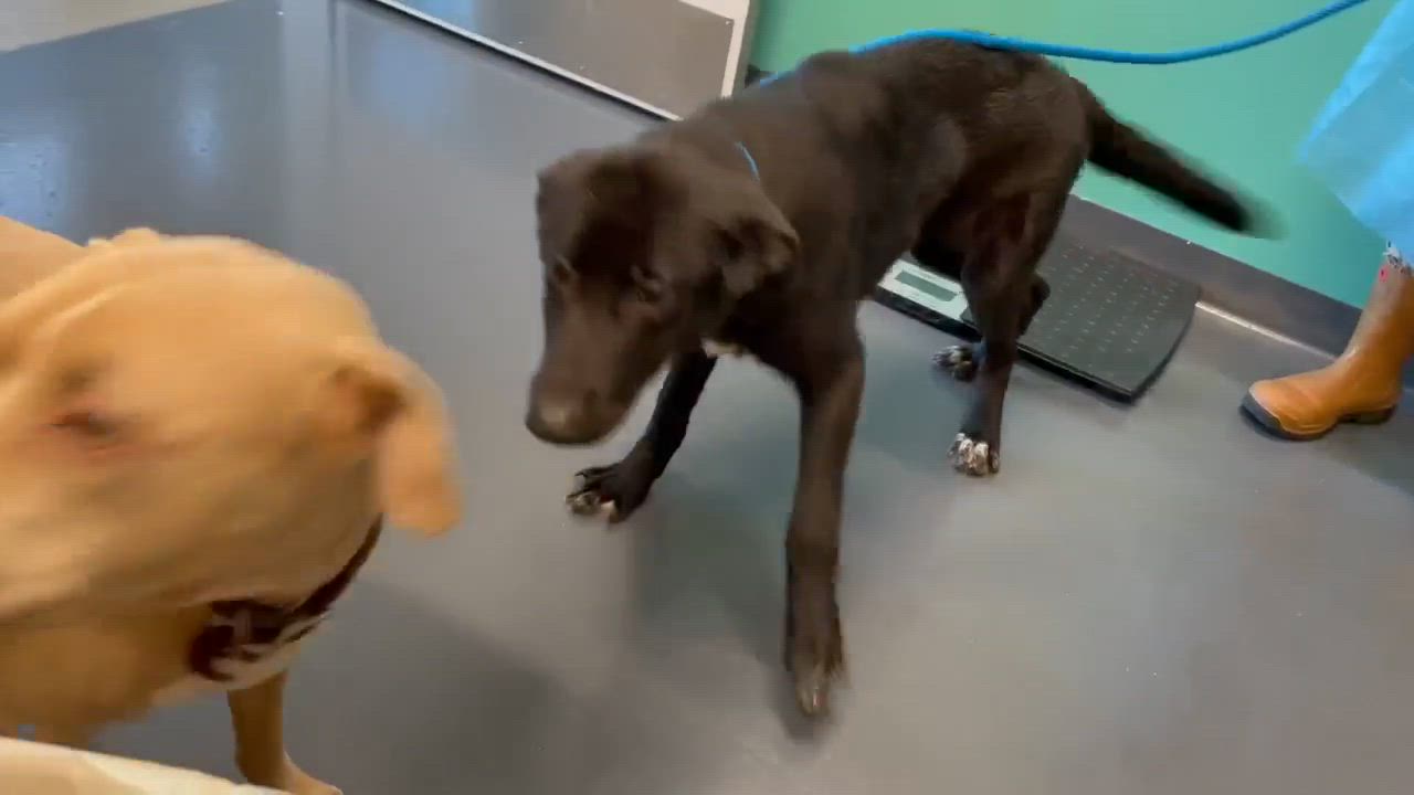 Enlarge Marty, a ADOPTABLE mixed breed in Wando, SC video 4/6