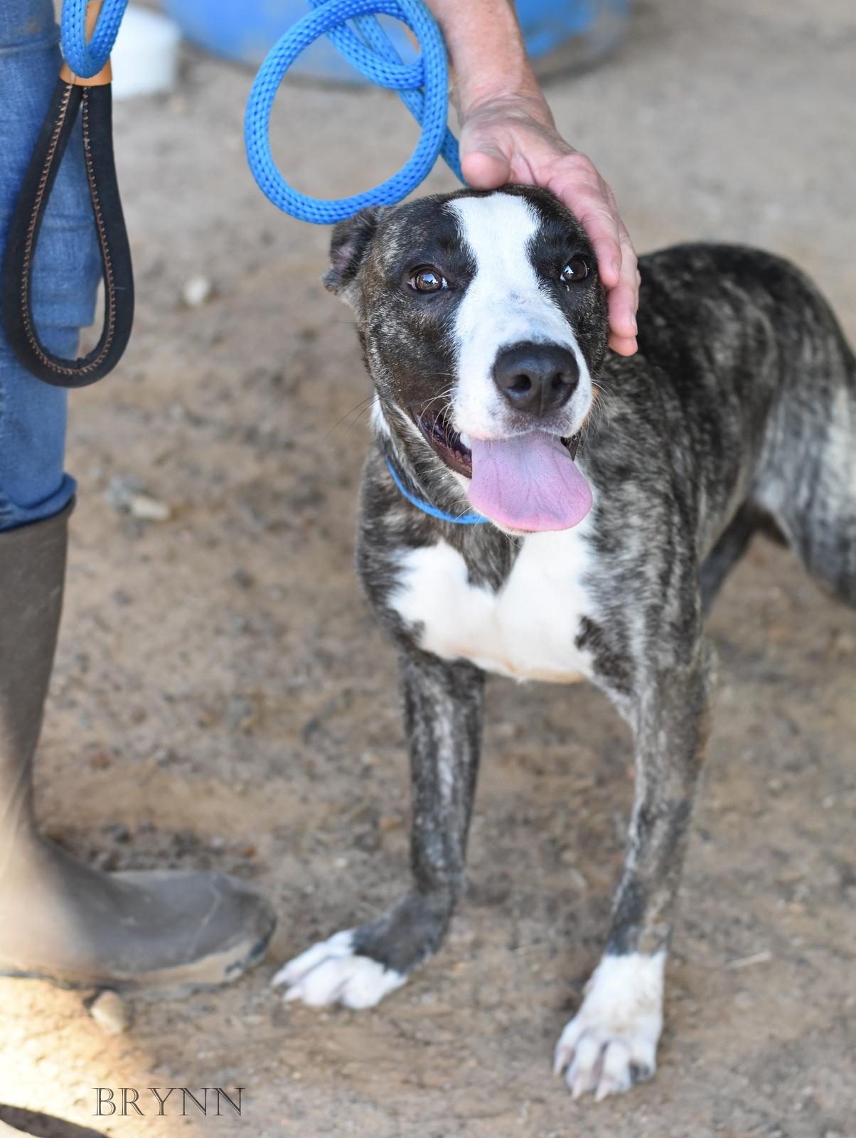 Enlarge Brynn, a Adopted mixed breed in Colorado Springs, CO image 4/5