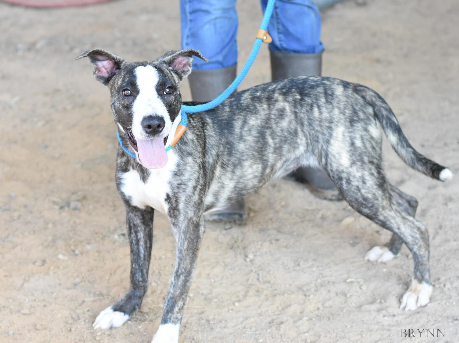 Enlarge Brynn, a Adopted mixed breed in Colorado Springs, CO image 2/5