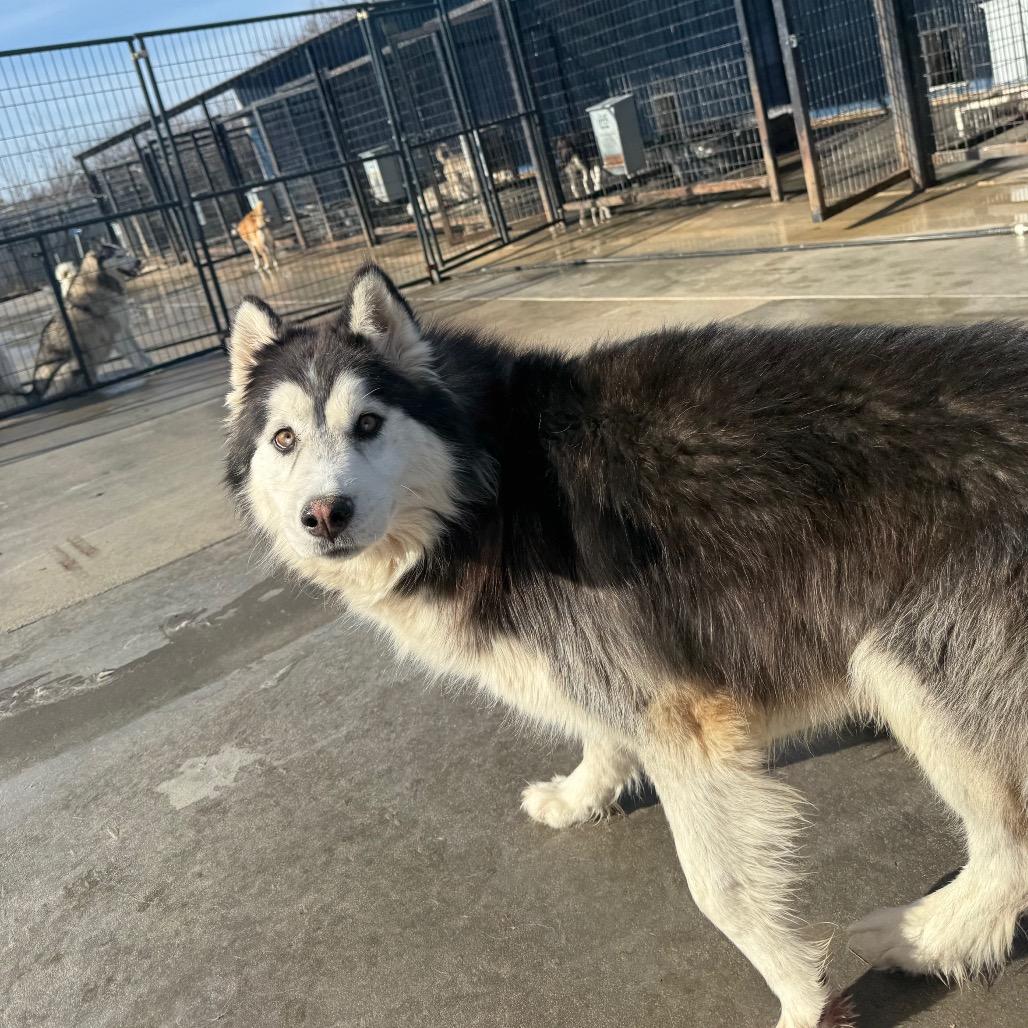 Eddy, a Adoptable Husky in Eufaula, OK image 1/6