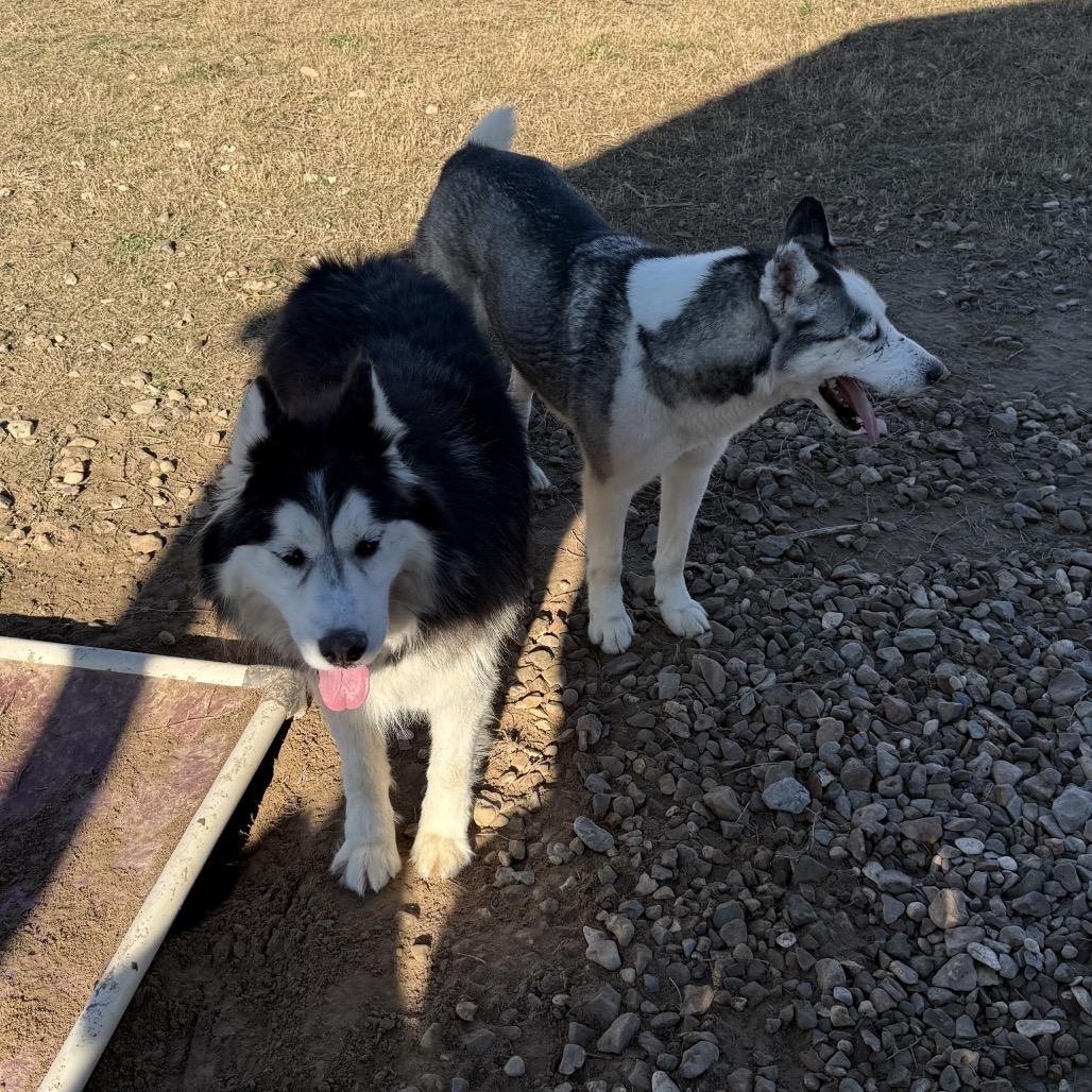 Eddy, a Adoptable Husky in Eufaula, OK image 3/6
