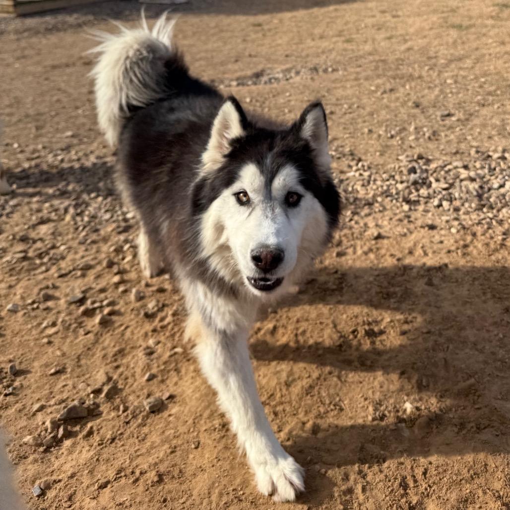 Eddy, a Adoptable Husky in Eufaula, OK image 4/6