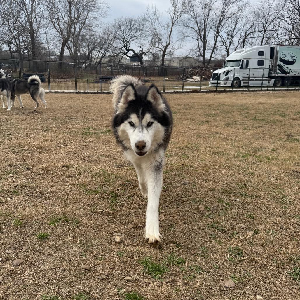 Eddy, a Adoptable Husky in Eufaula, OK image 5/6