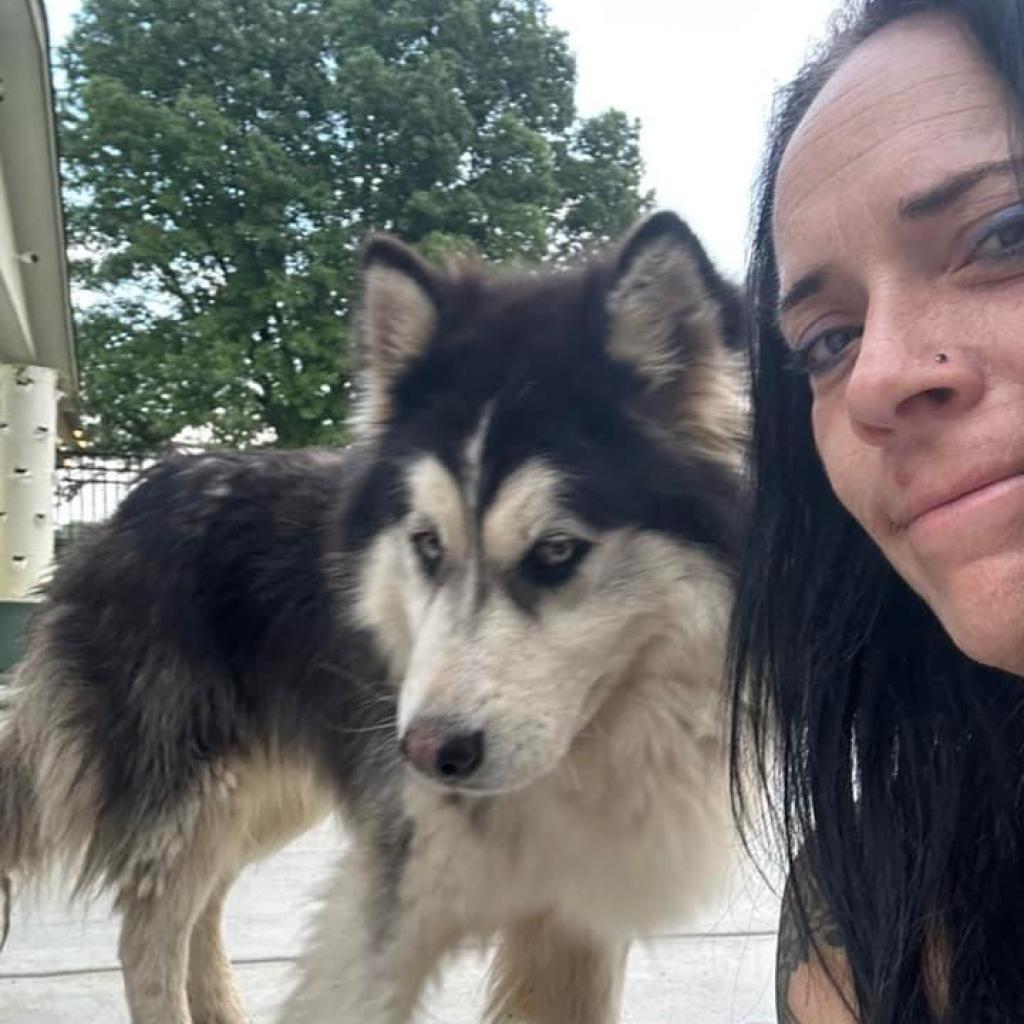 Eddy, a Adoptable Husky in Eufaula, OK image 1/2