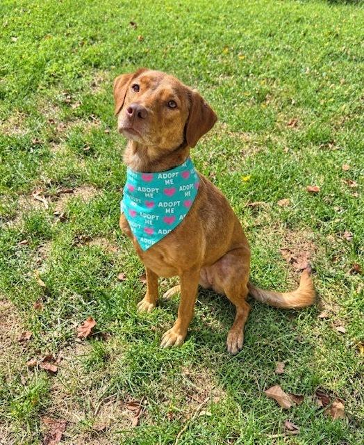 Enlarge Lee, a Adoptable mixed breed in Evansville, IN image 1/6