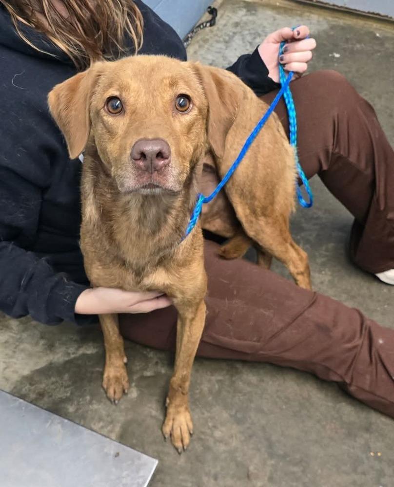 Enlarge Lee, a Adoptable mixed breed in Evansville, IN image 2/6