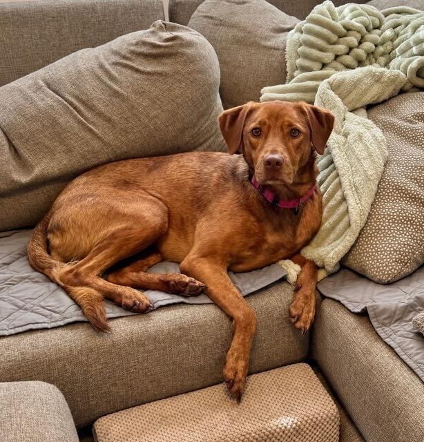 Enlarge Lee, a Adoptable mixed breed in Evansville, IN image 3/6