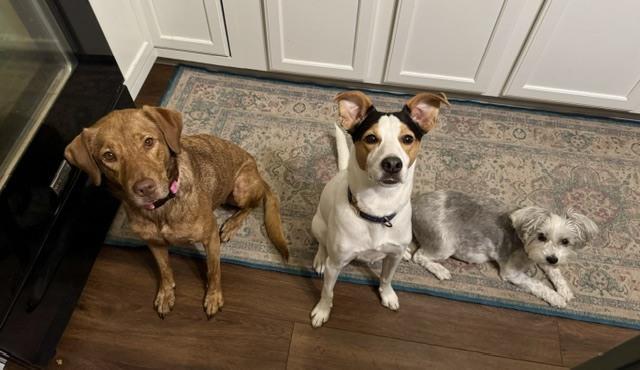 Enlarge Lee, a Adoptable mixed breed in Evansville, IN image 5/6