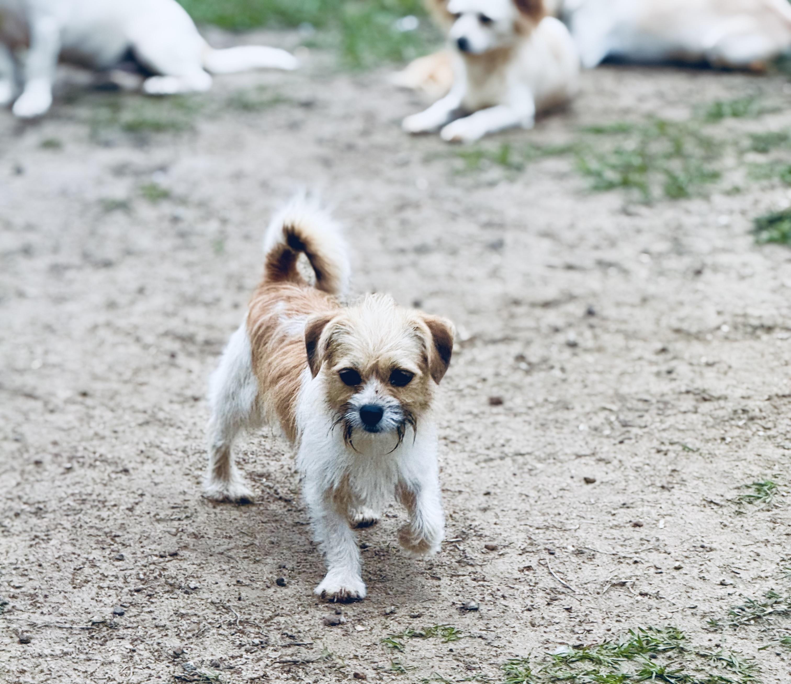 Bama Pinson- in foster home, a Adoptable mixed breed in SYLVANIA, GA image 3/6