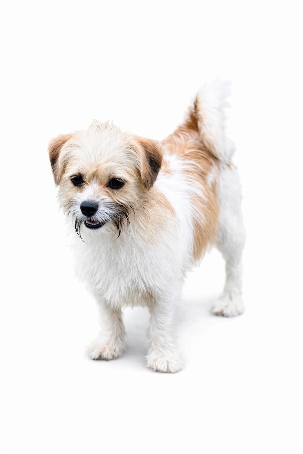 Enlarge Bama Pinson- in foster home, a Adoptable mixed breed in SYLVANIA, GA image 1/1