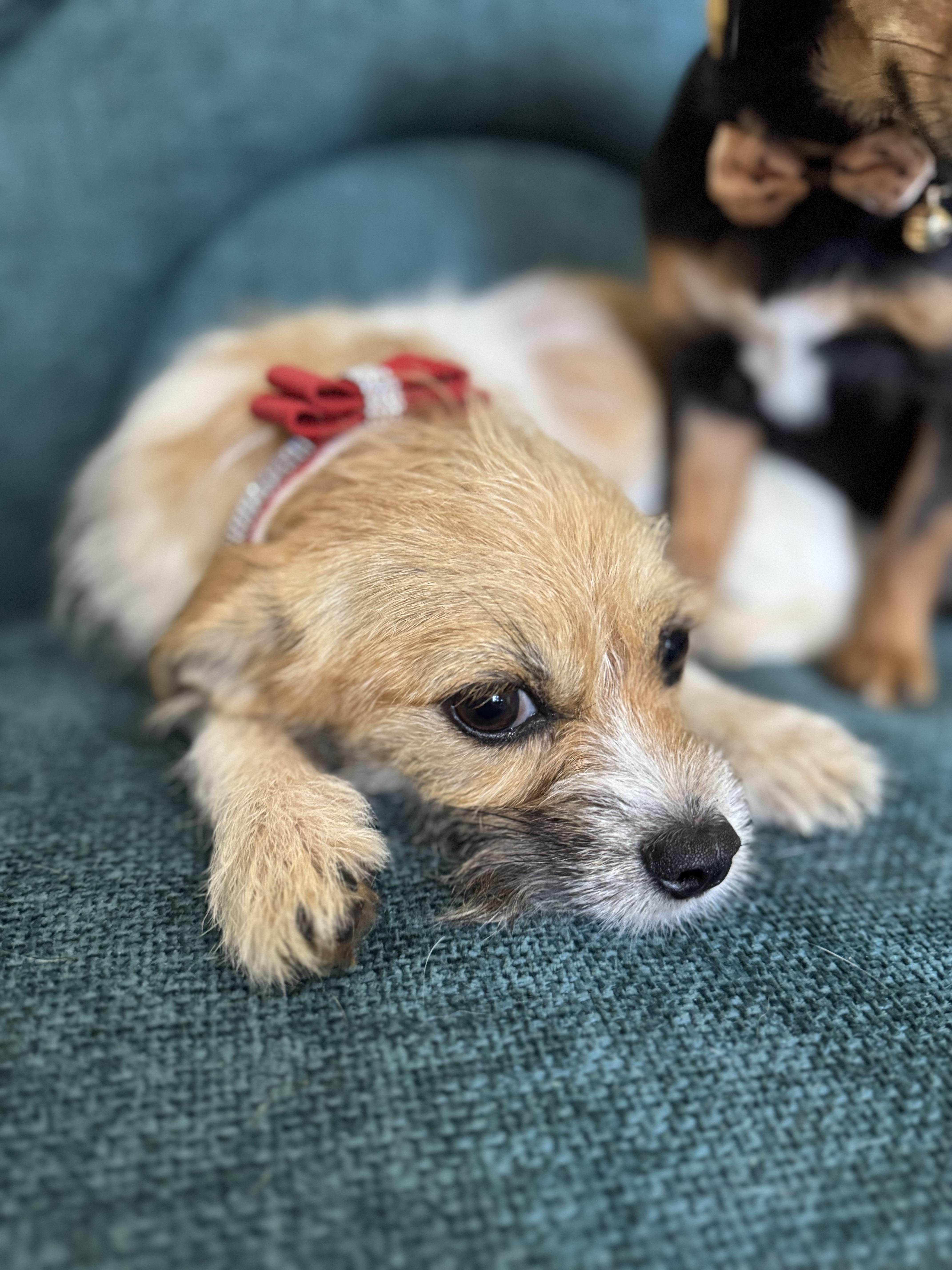 Bama Pinson- in foster home, a Adoptable mixed breed in SYLVANIA, GA image 4/6