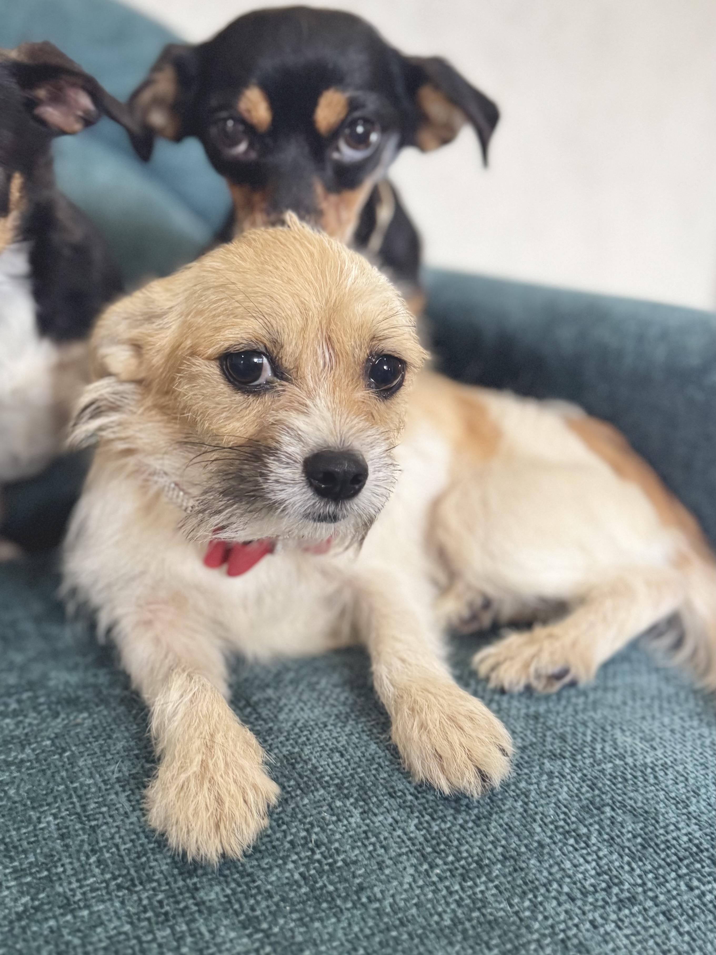 Bama Pinson- in foster home, a Adoptable mixed breed in SYLVANIA, GA image 5/6