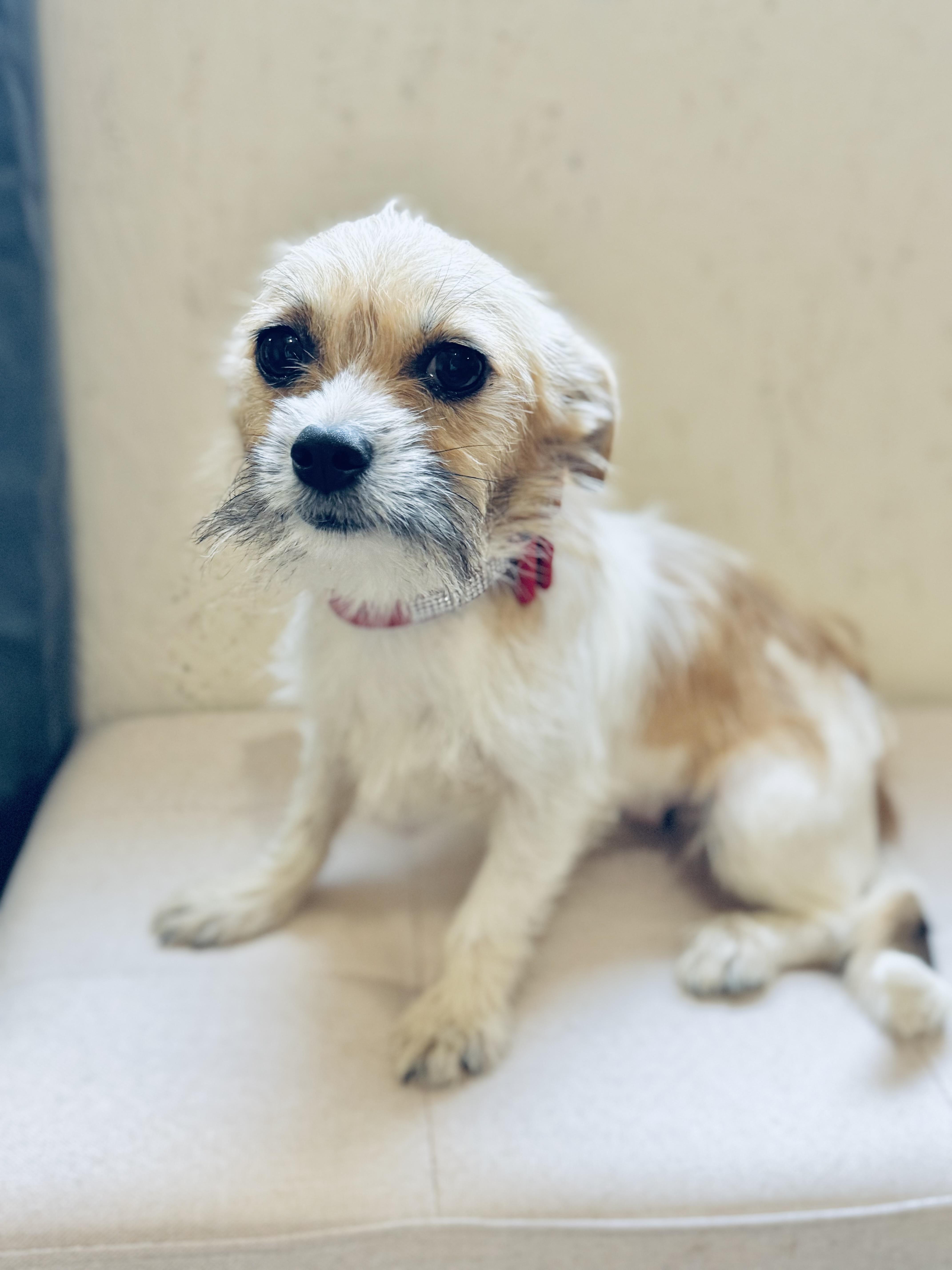 Bama Pinson- in foster home, a Adoptable mixed breed in SYLVANIA, GA image 6/6