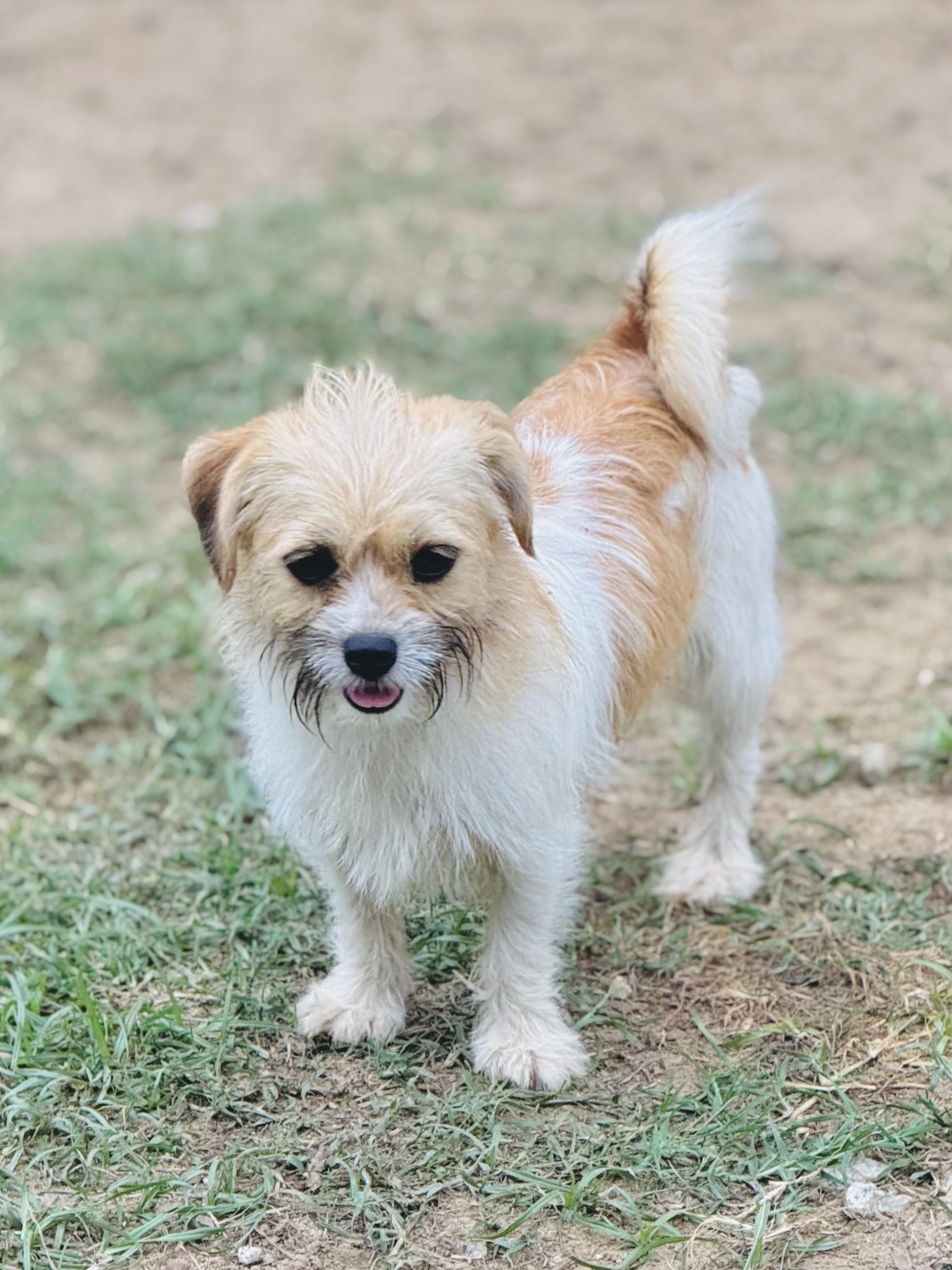 Bama Pinson- in foster home, a Adoptable mixed breed in SYLVANIA, GA image 2/6