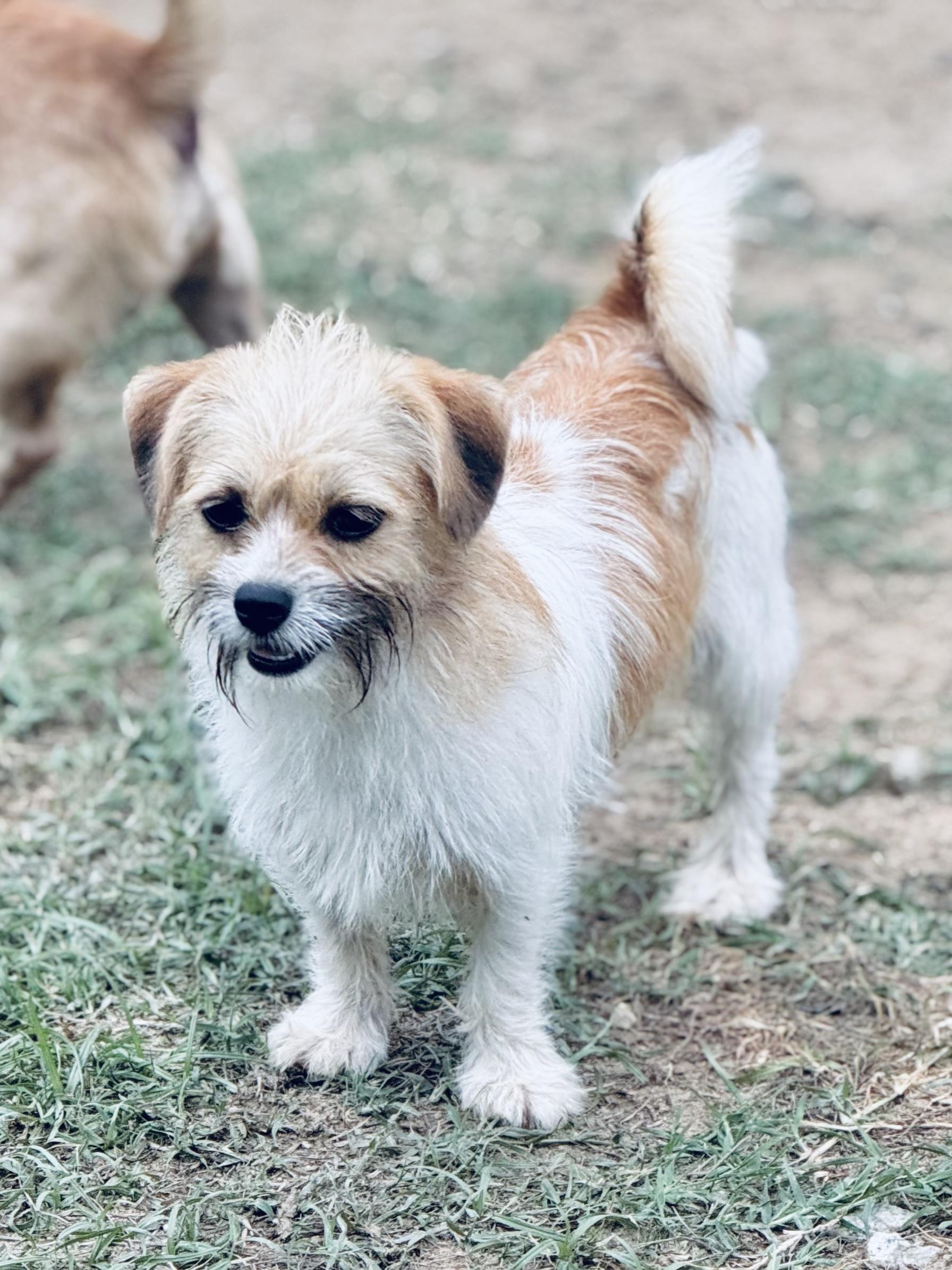 Bama Pinson- in foster home, a Adoptable mixed breed in SYLVANIA, GA image 1/6