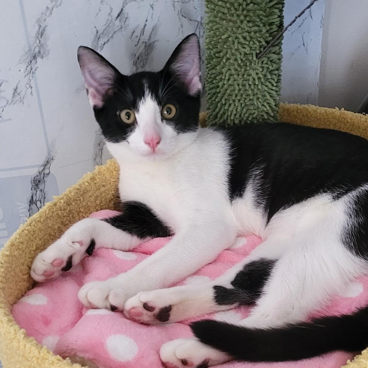 Juniper, Adoptable, Kitten Female Domestic Short Hair.