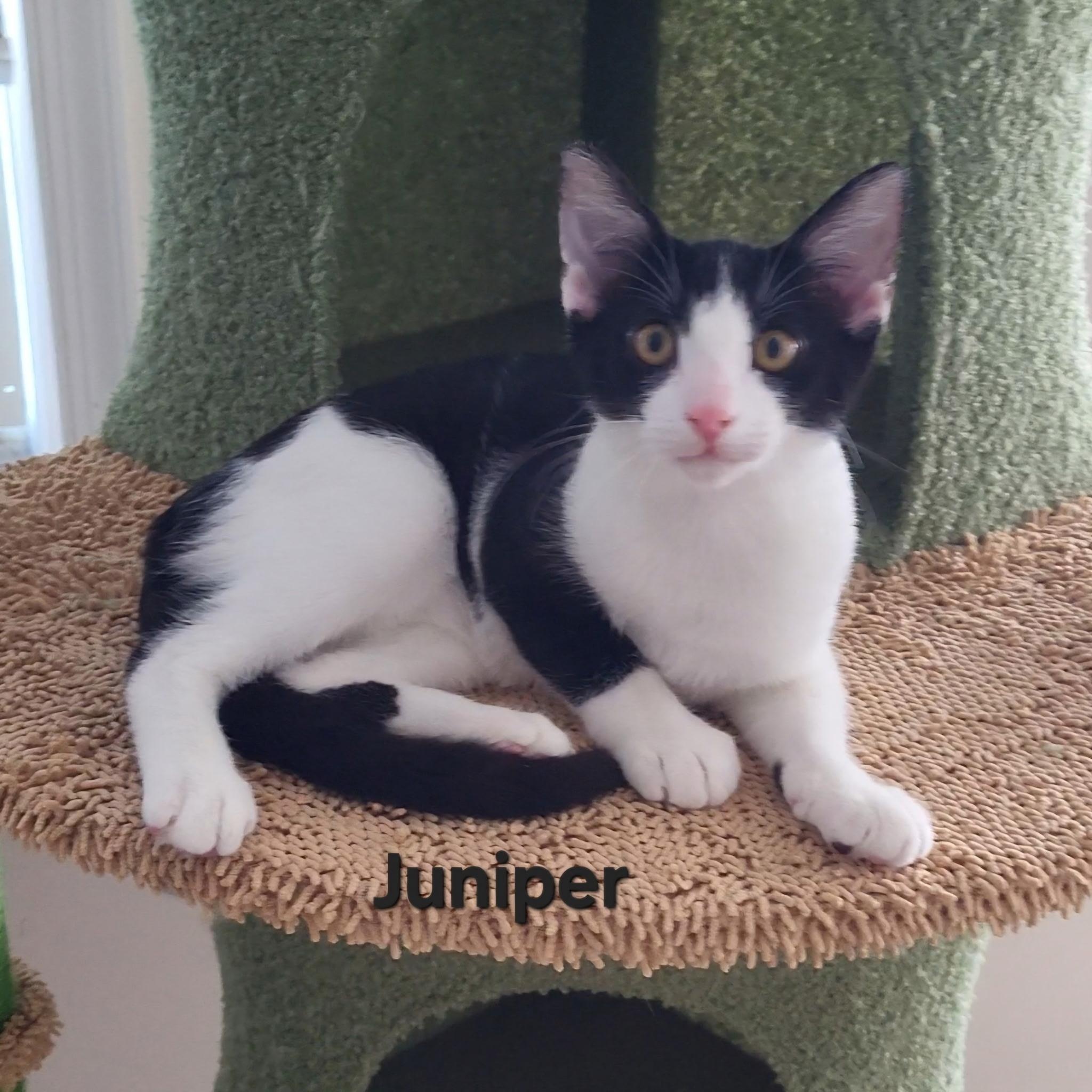 Enlarge Juniper, a Adoptable Domestic Short Hair in Sewell, NJ image 2/2