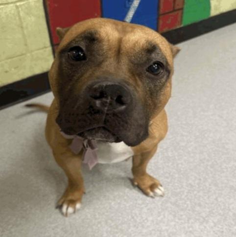 Enlarge Giovanna , an adopted American Bully in Camden, OH image 1/1