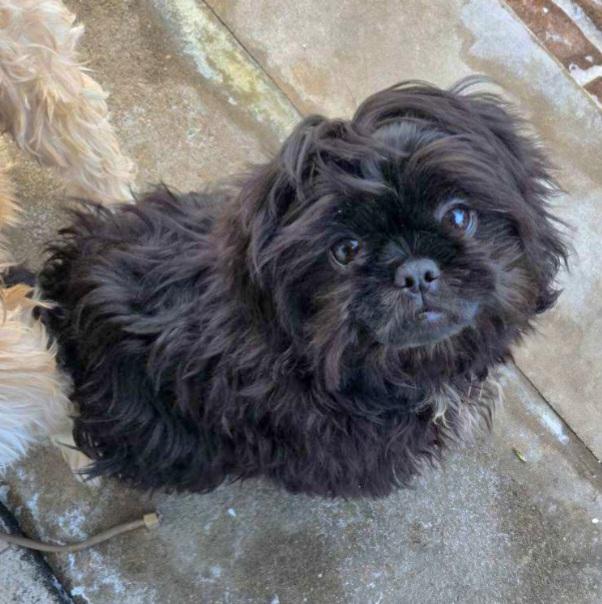 Enlarge JUNIOR, a Adopted Shih Tzu in Linden, NJ image 1/3